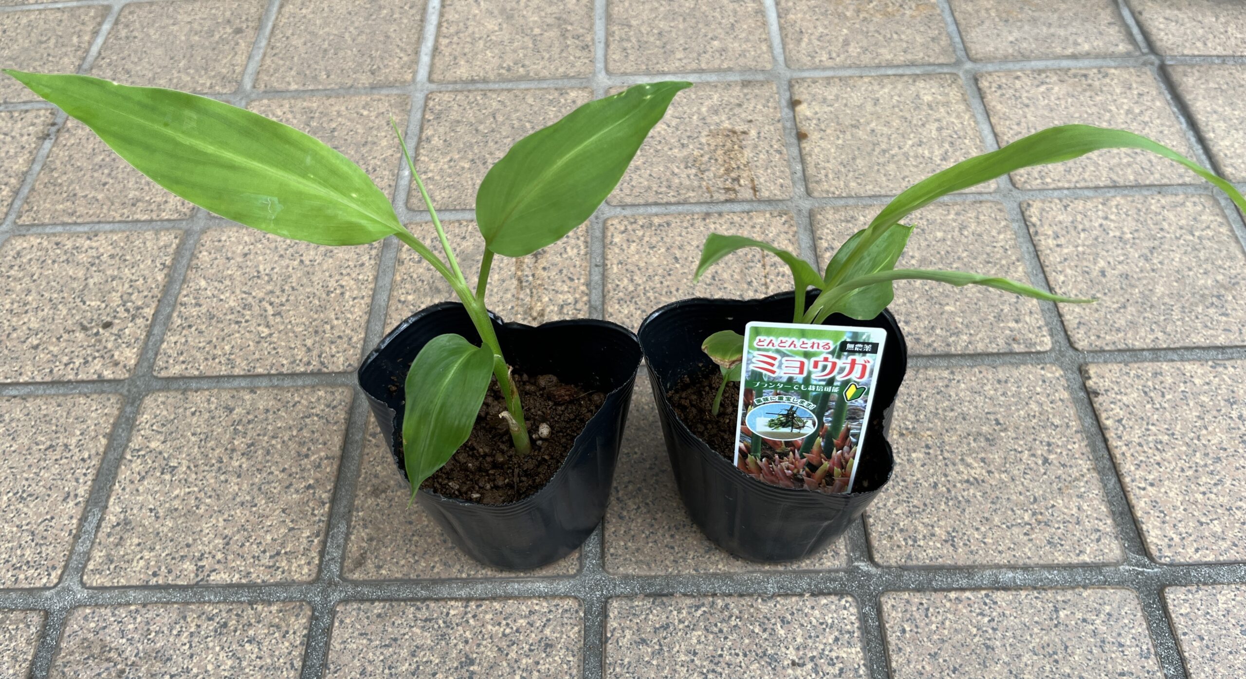 1株780円もする高価なミョウガ様の苗。何のことはない。他の98円の野菜の苗と何ら変わらないどころか、かなり小さい(笑)。
ネームプレートが付いてる!シャクヤクの苗みたい(笑)。