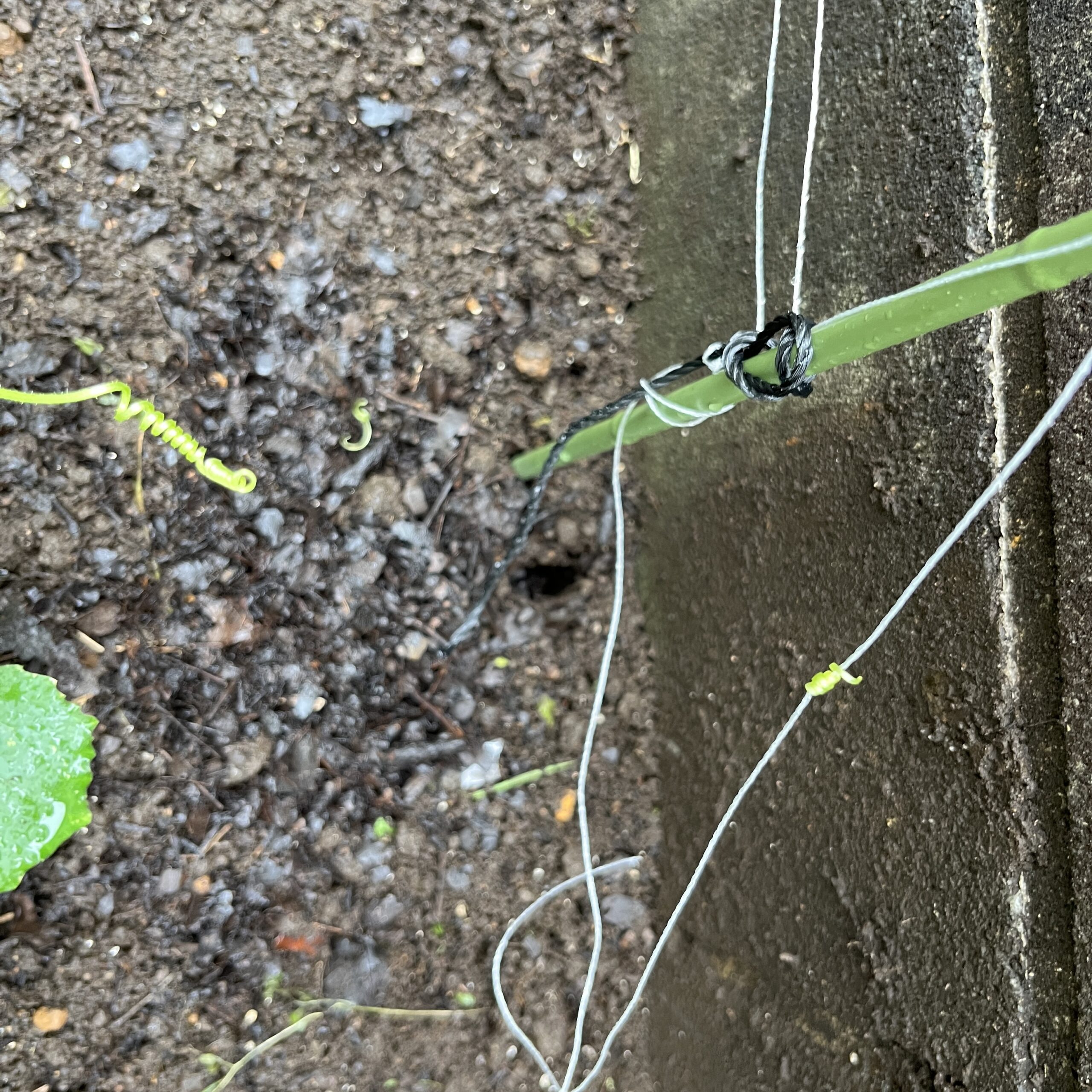 こんな感じに切れてしまった!さて、どうなるんだろう!?
