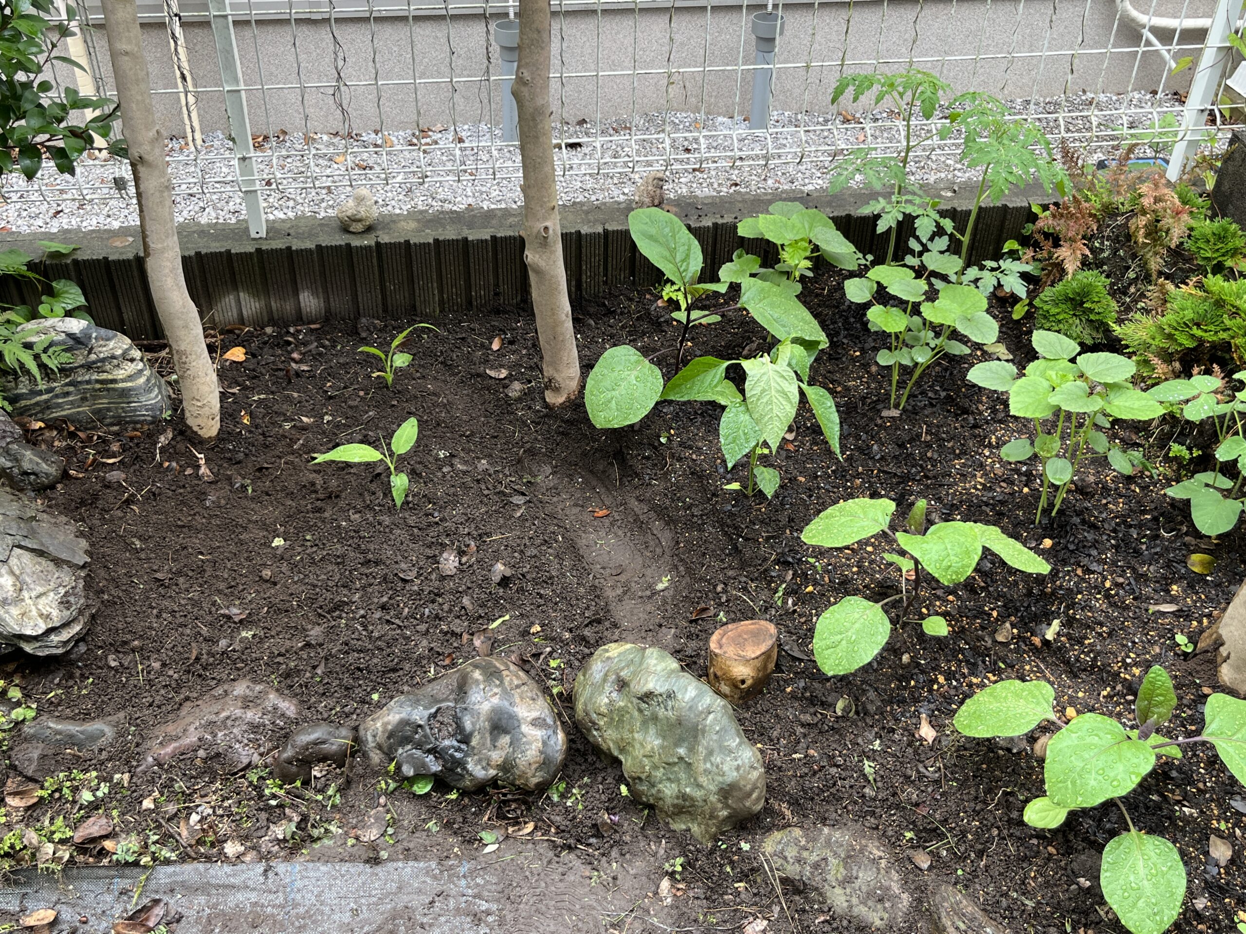 先に植え付けたナスやピーマンと比べると、その小ささが際立つ。なのに780円。2つ合わせて1,560円!ミョウガ様々!