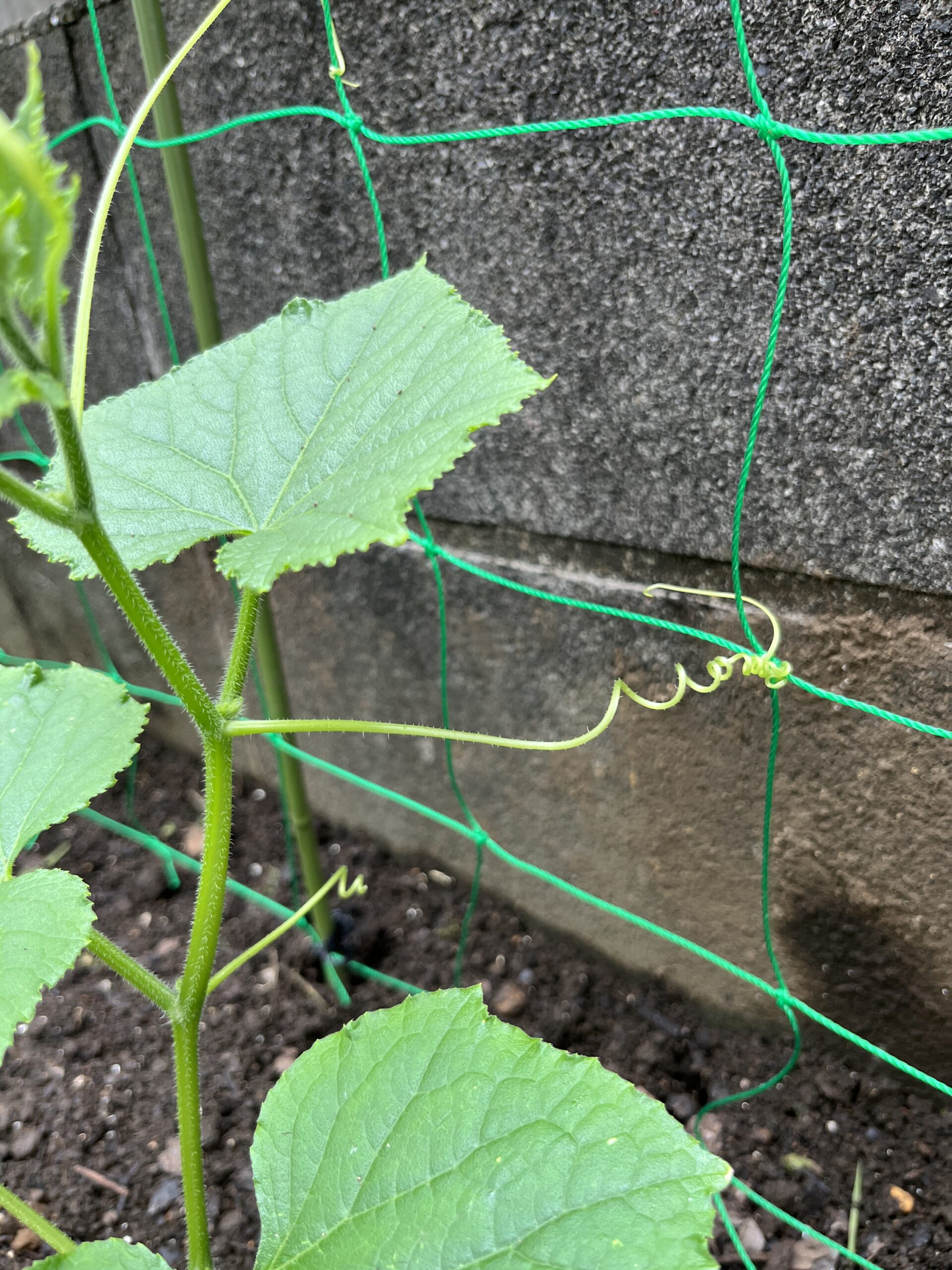 たかがキュウリと侮るなかれ!