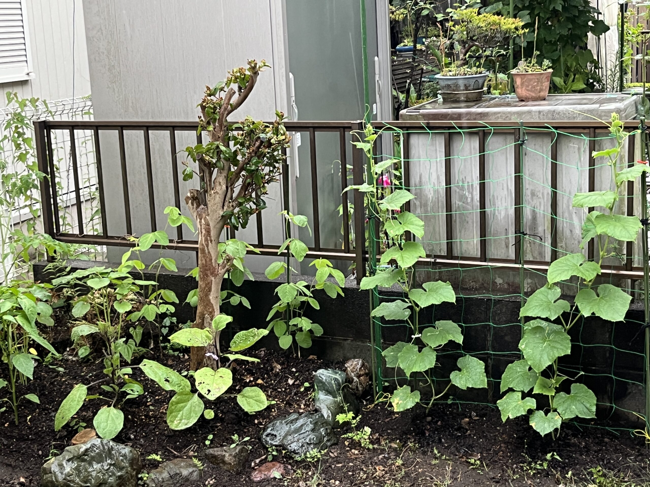 ひやかしミニ菜園を少し俯瞰して撮影　撮影：2026.7.17