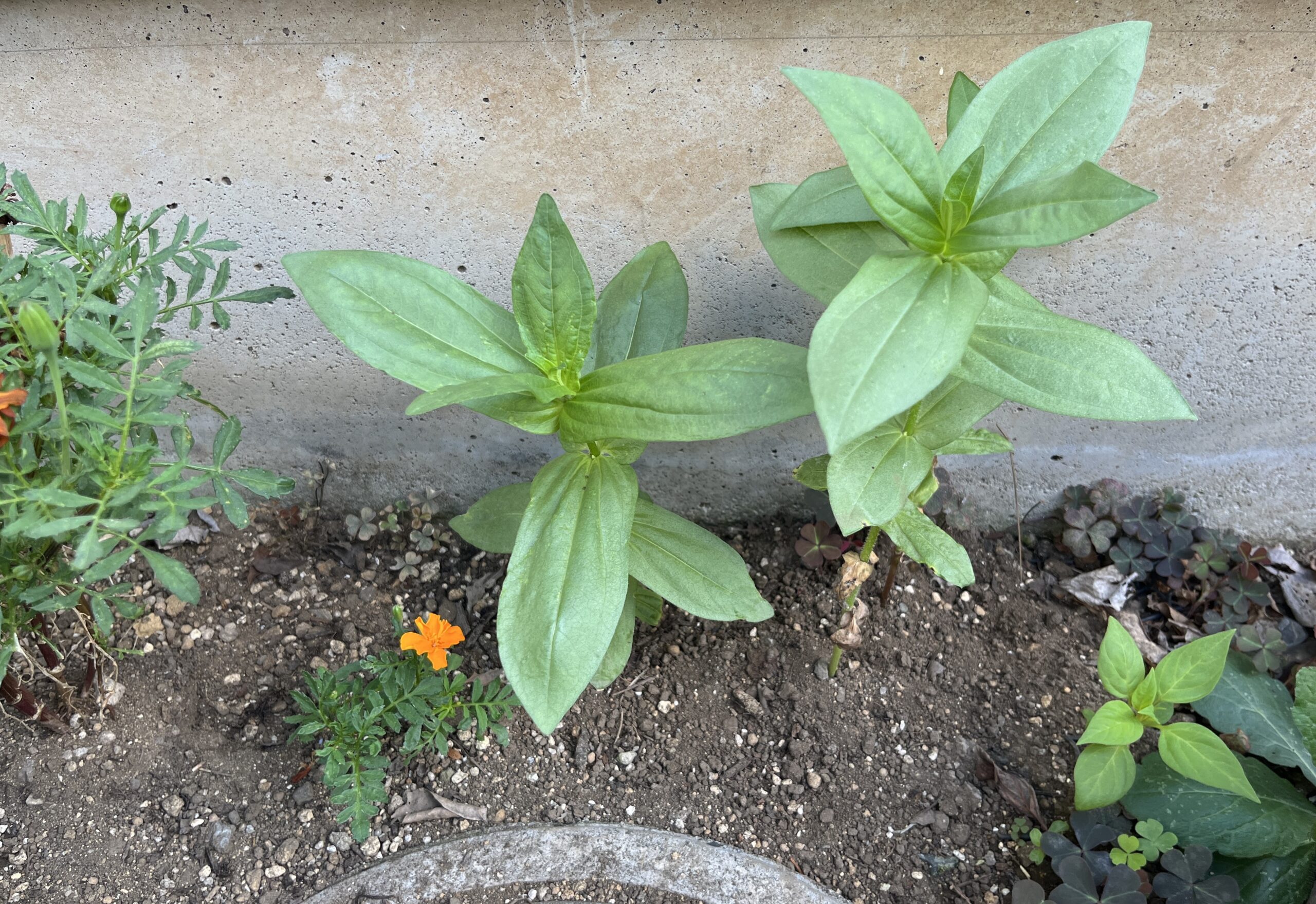 向かって左から苗で植え付けたマリーゴールド。真ん中に種から開花した可憐なマリーゴールドがあって、その右隣りの大きなものは百日草、右端に久留米けいとう。撮影:2026.7.30