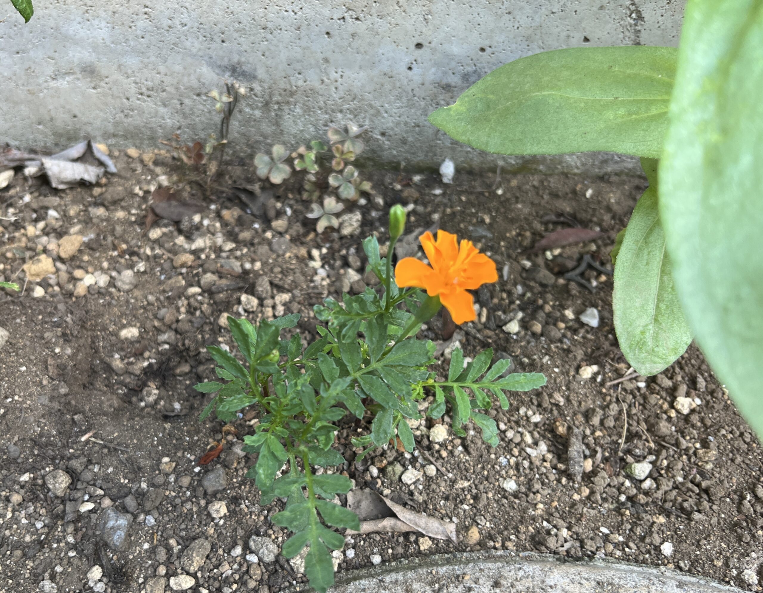 花の隣りの蕾が分かるだろうか?撮影:2026.7.29