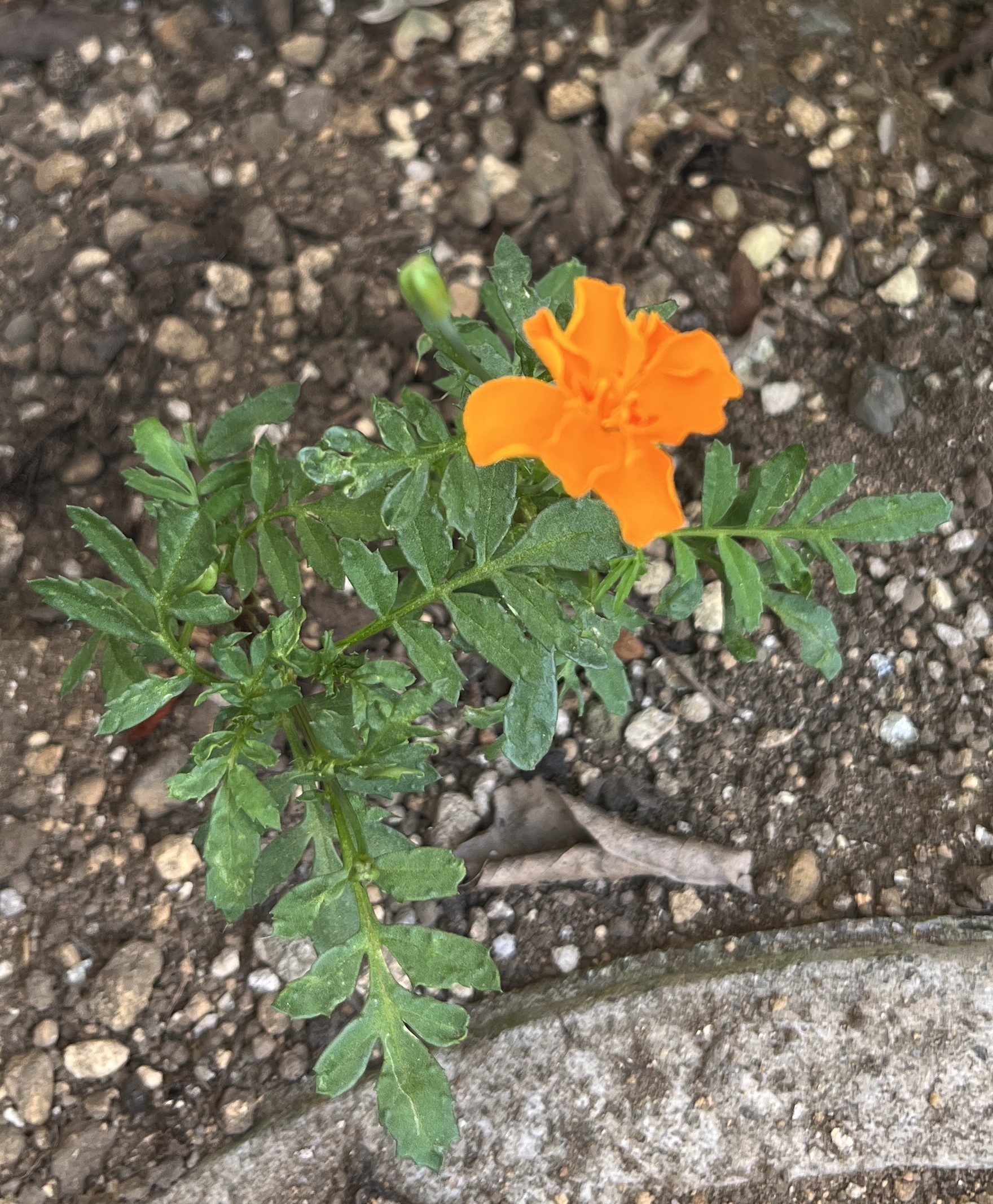 花の隣りの蕾にご注目!撮影:2026.7.29