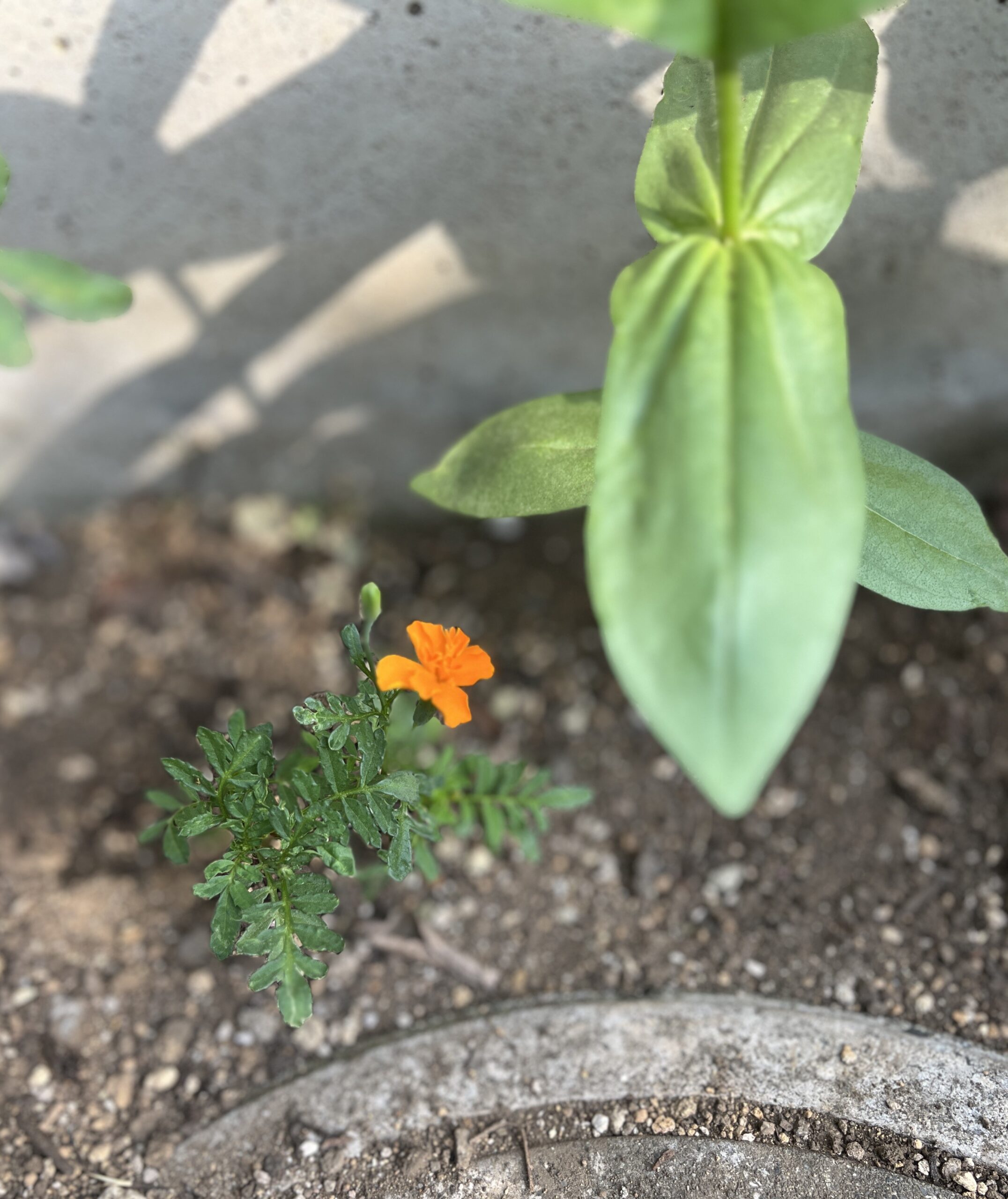 ポートレートで撮ってみた。オレンジ色の可憐な花の左隣りに開花した花よりも背の高い細長い蕾がハッキリと確認できる。なお、右側の巨大な葉っぱは百日草と思われる苗。撮影:2026.7.30