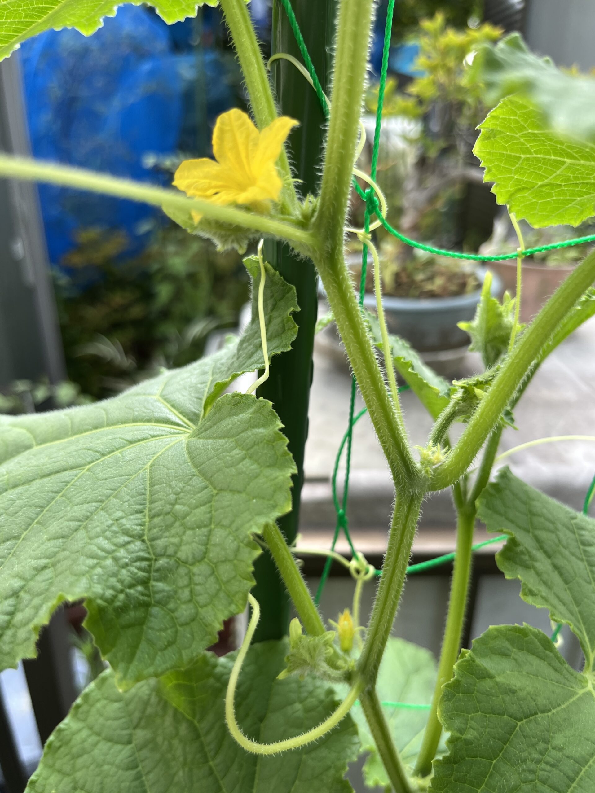 この黄色い花に喜んでいても無意味だったことが判明（涙）。