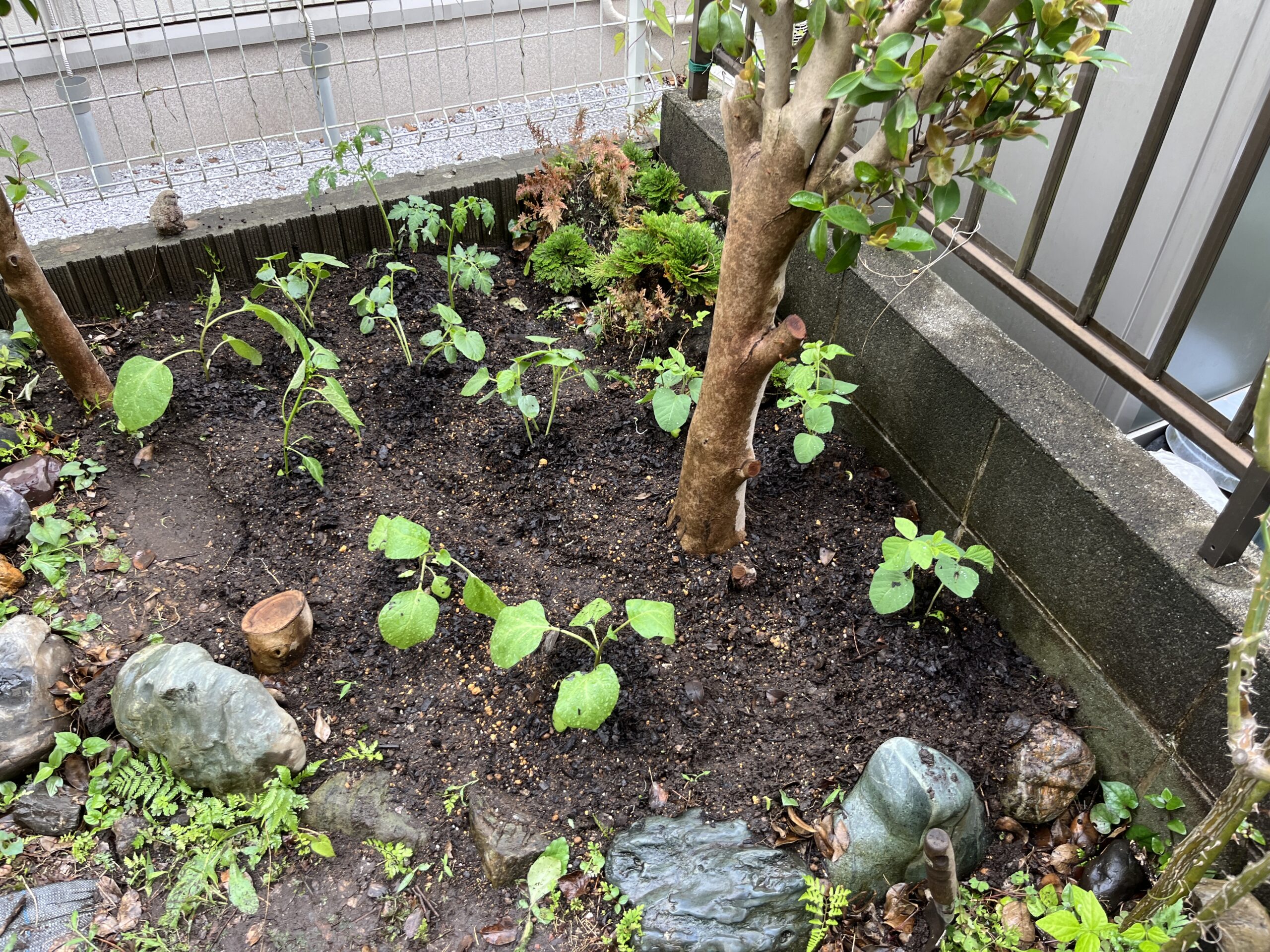 ミニ菜園造成後の写真に、一枚だけギリギリ右端にバラの一部が辛うじて写っている。