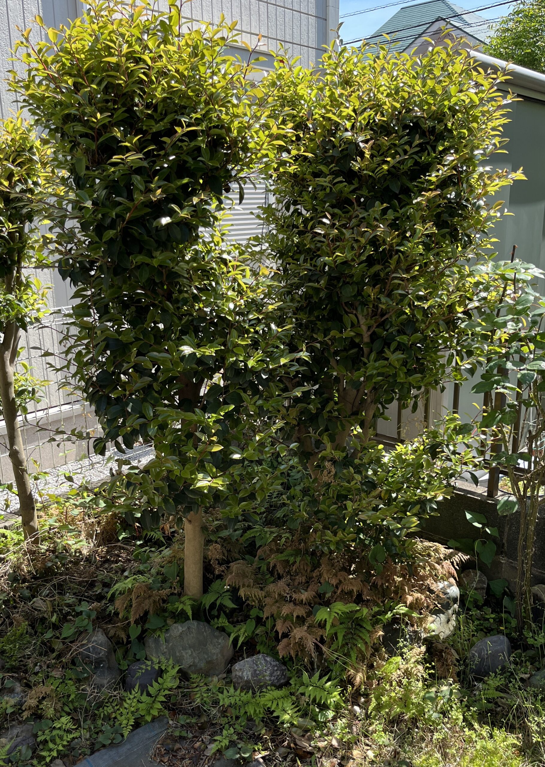 一番最初の写真。手を付ける前。右端にあるのが例のバラだ。