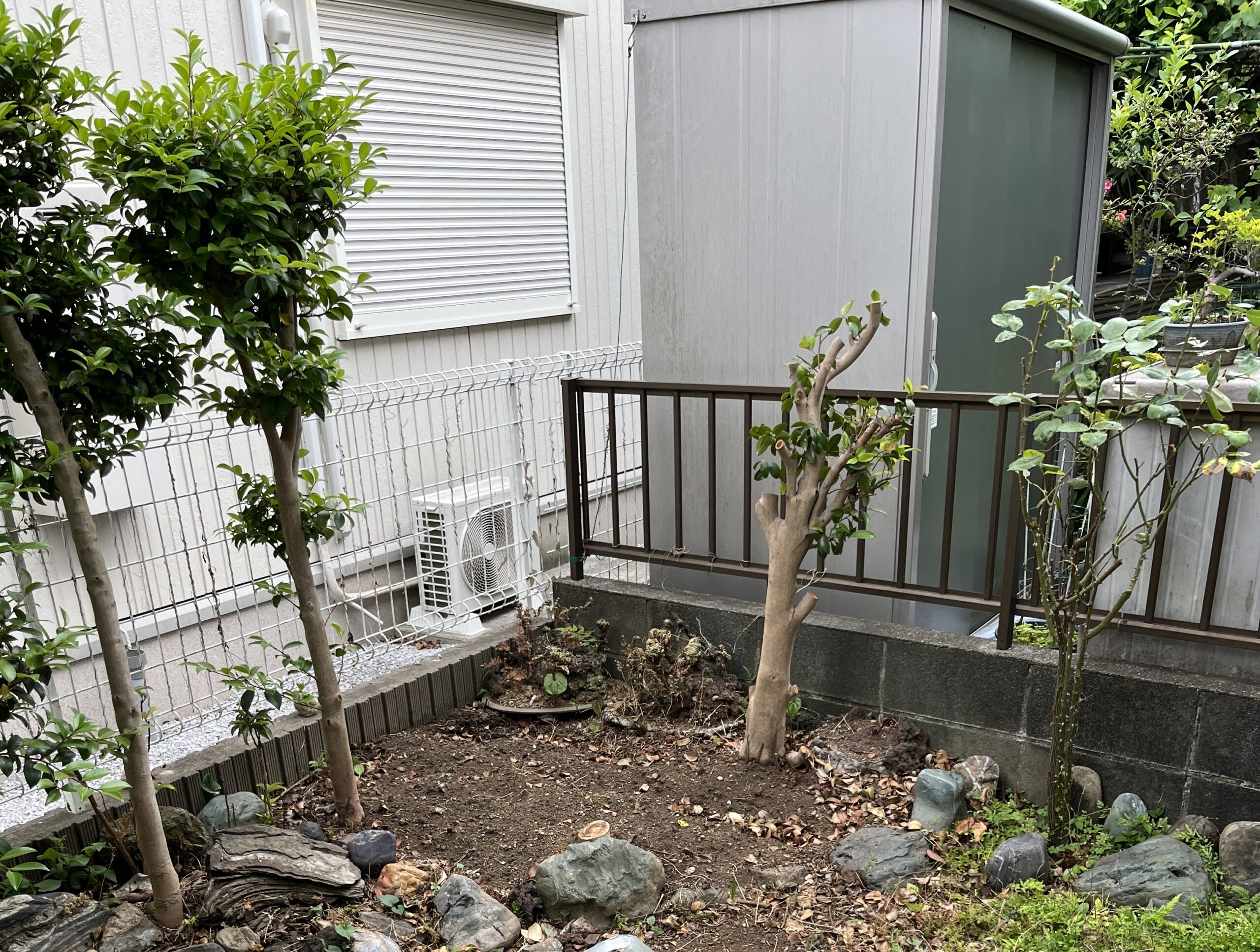 この写真が一番分かりやすい。この右端が例の邪魔になったバラである。