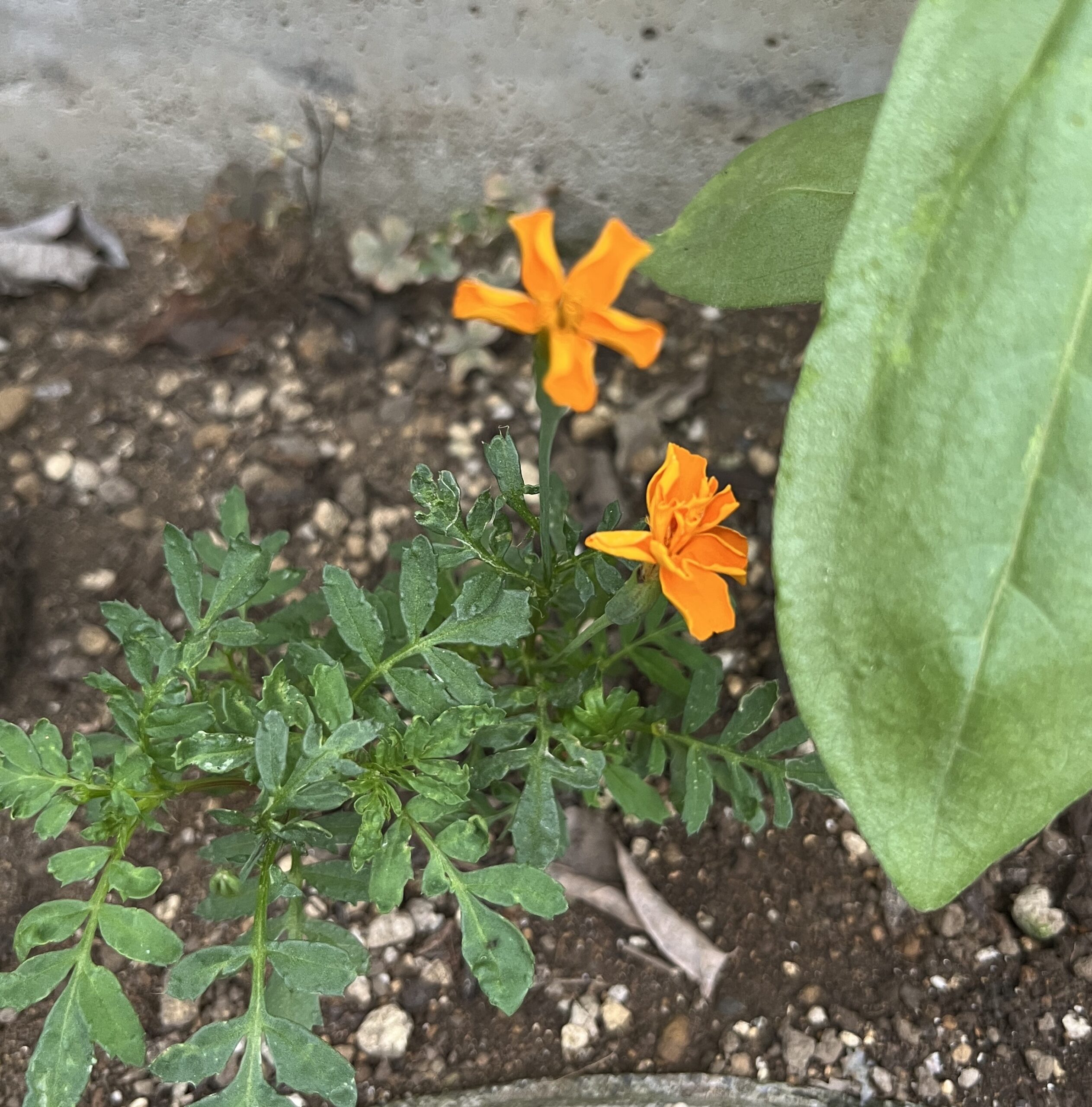 種から蒔いたサンパチェンスに2つ目の花が咲いた。撮影:2026.8.3