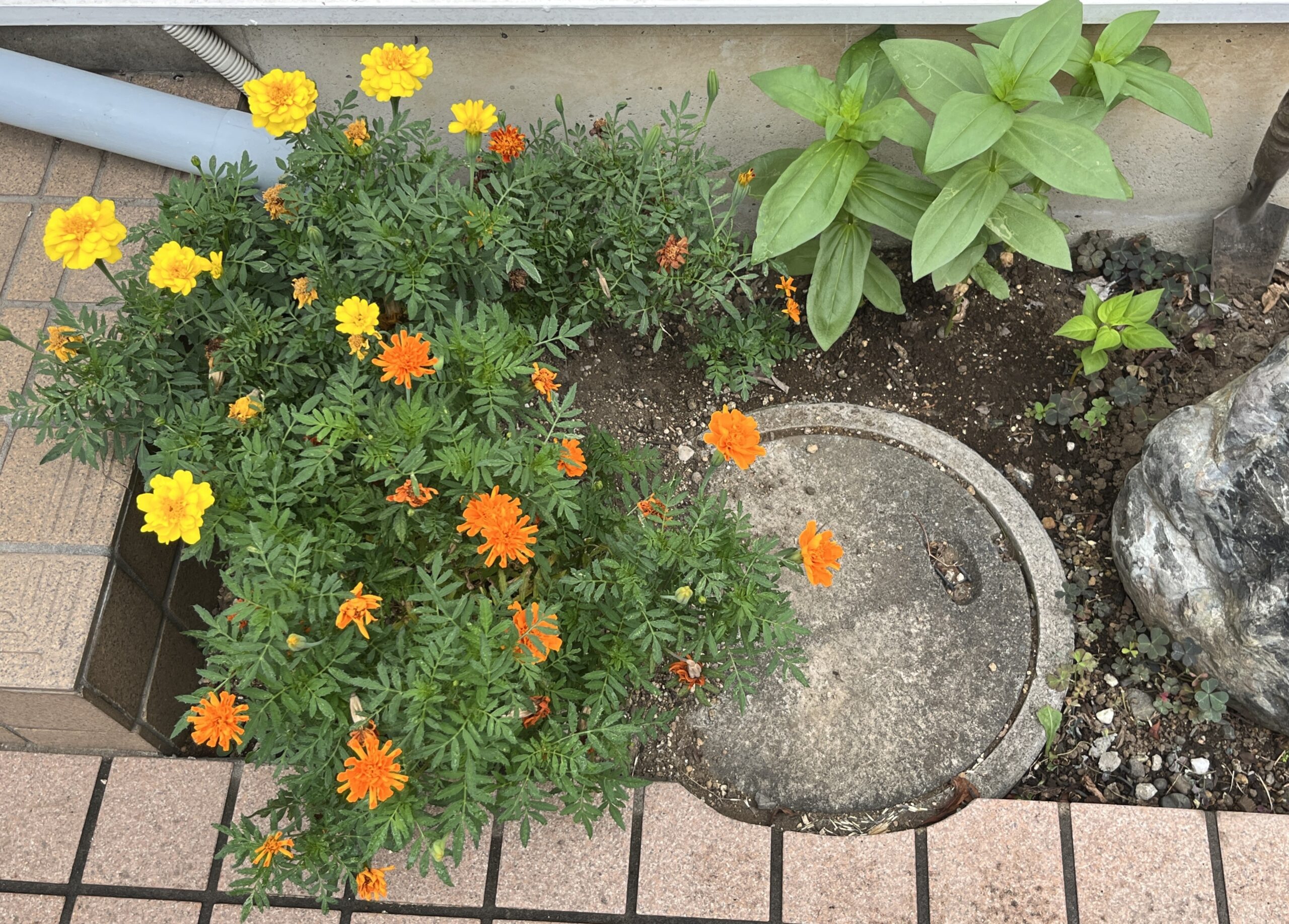 サンパチェンスと同時に植え付けたマリーゴールドはまだまだ元気に咲き続けている。撮影:2026.8.3