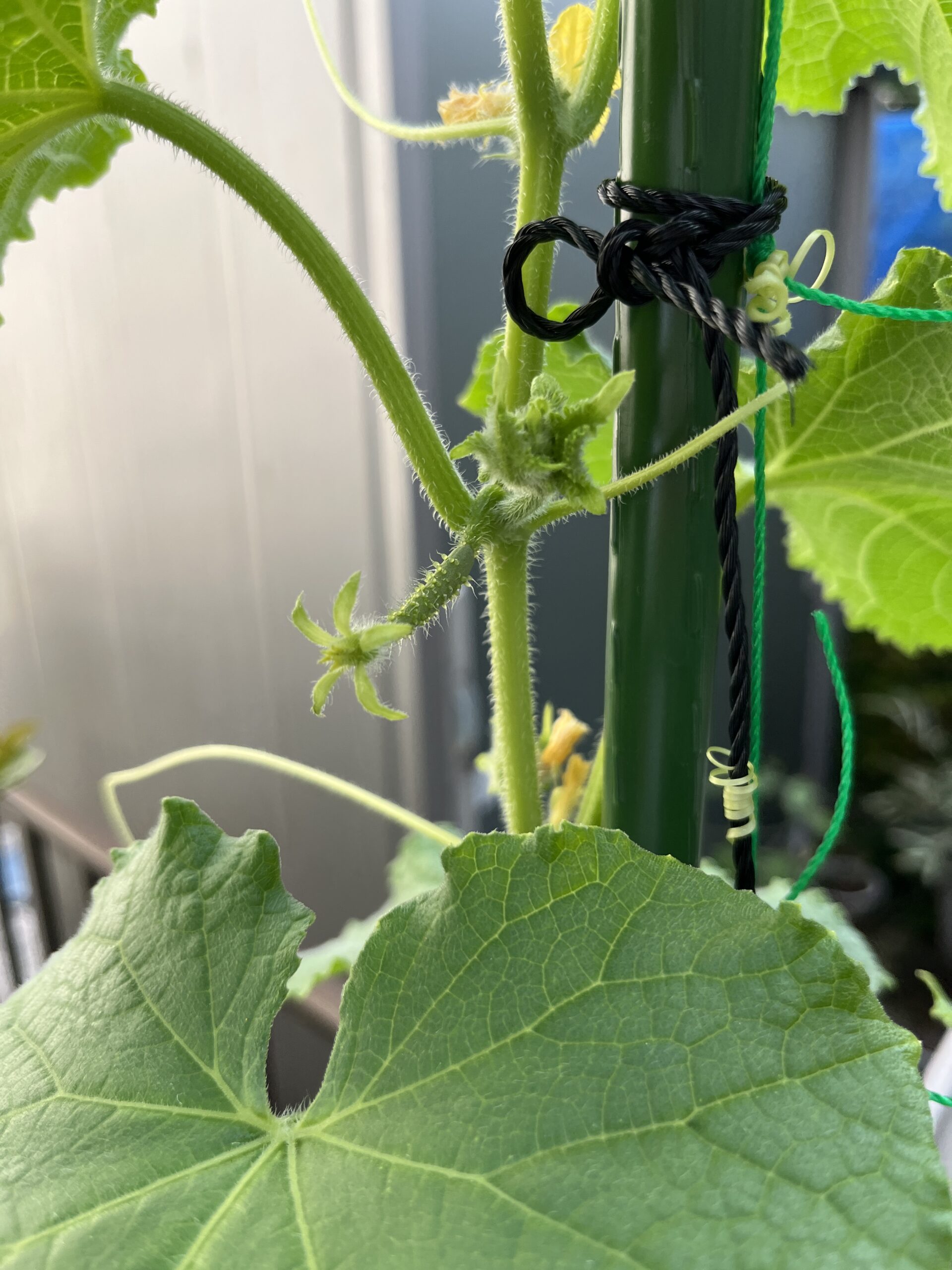 この先端の星状（スクリュー状か）の５枚は雌花のがく。中央部分に花弁が詰まっている。