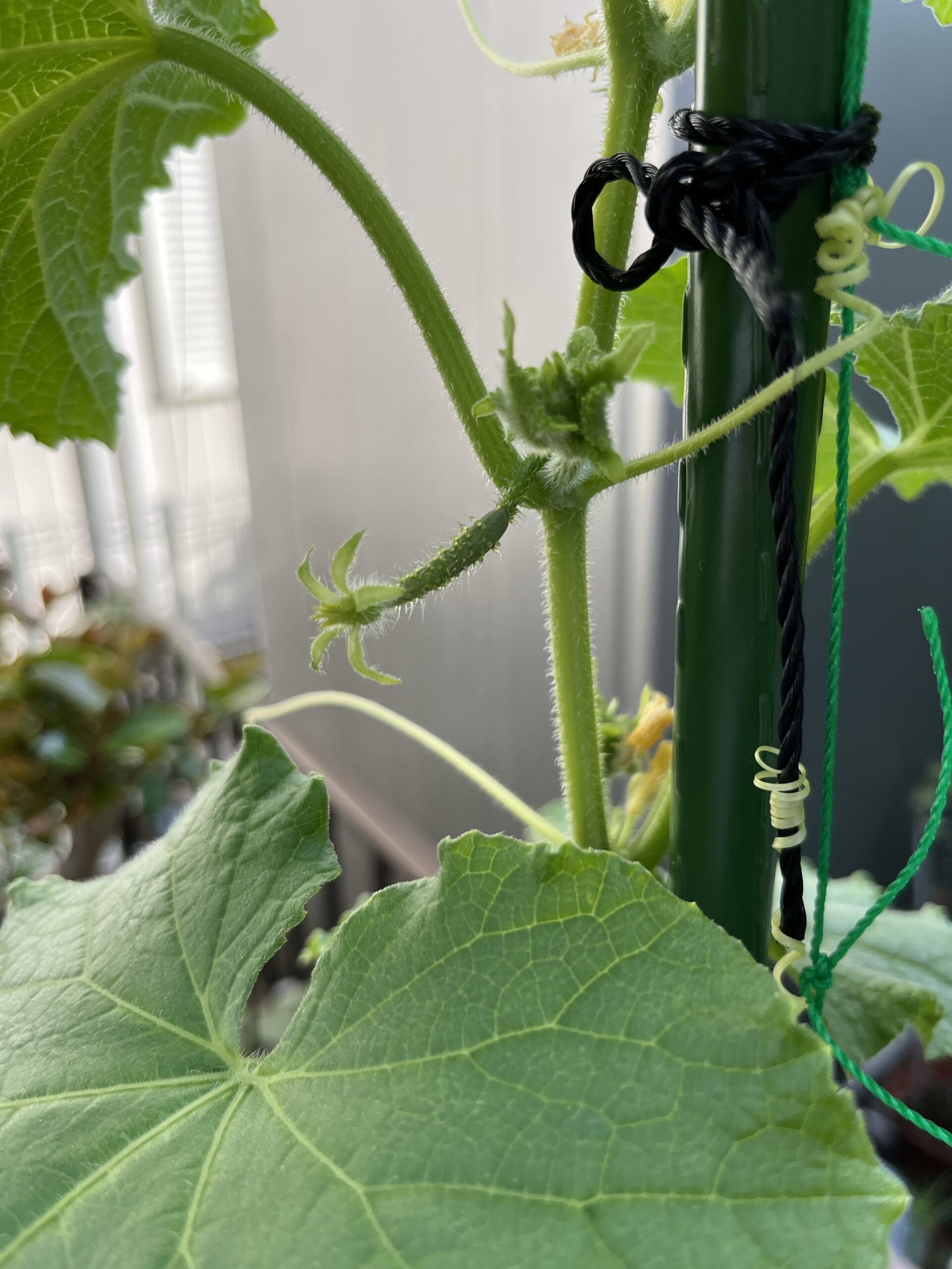 一番最初に発見した赤ちゃんキュウリと雌花。撮影：2026.8.4