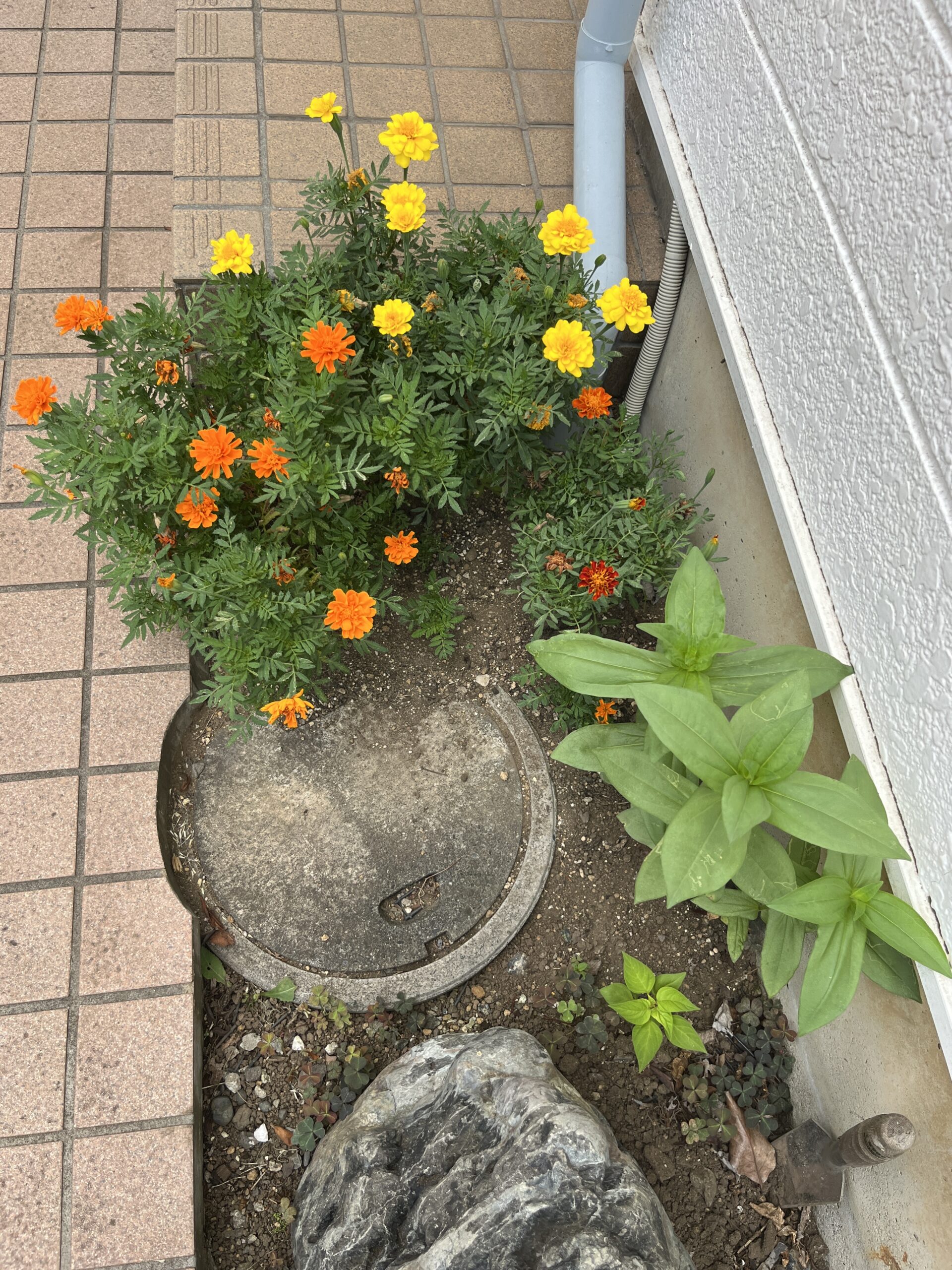 サンパチェンスと同時に植え付けたマリーゴールドはまだまだ元気に咲き続けている。撮影:2026.8.5