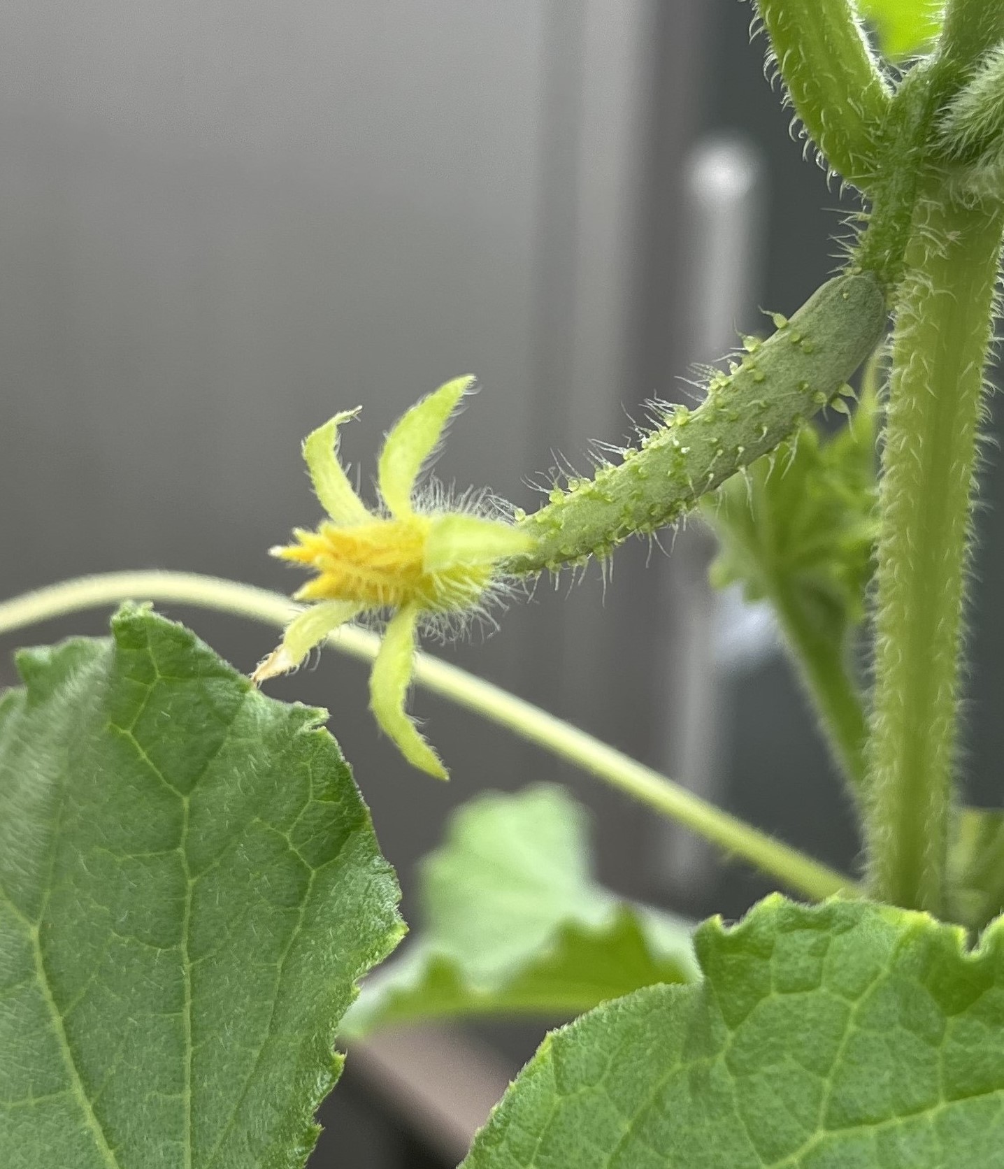 開花して花弁になる黄色く色付き始めてきた中央部分と「がく」とが分かりやすい。撮影：2026.8.4