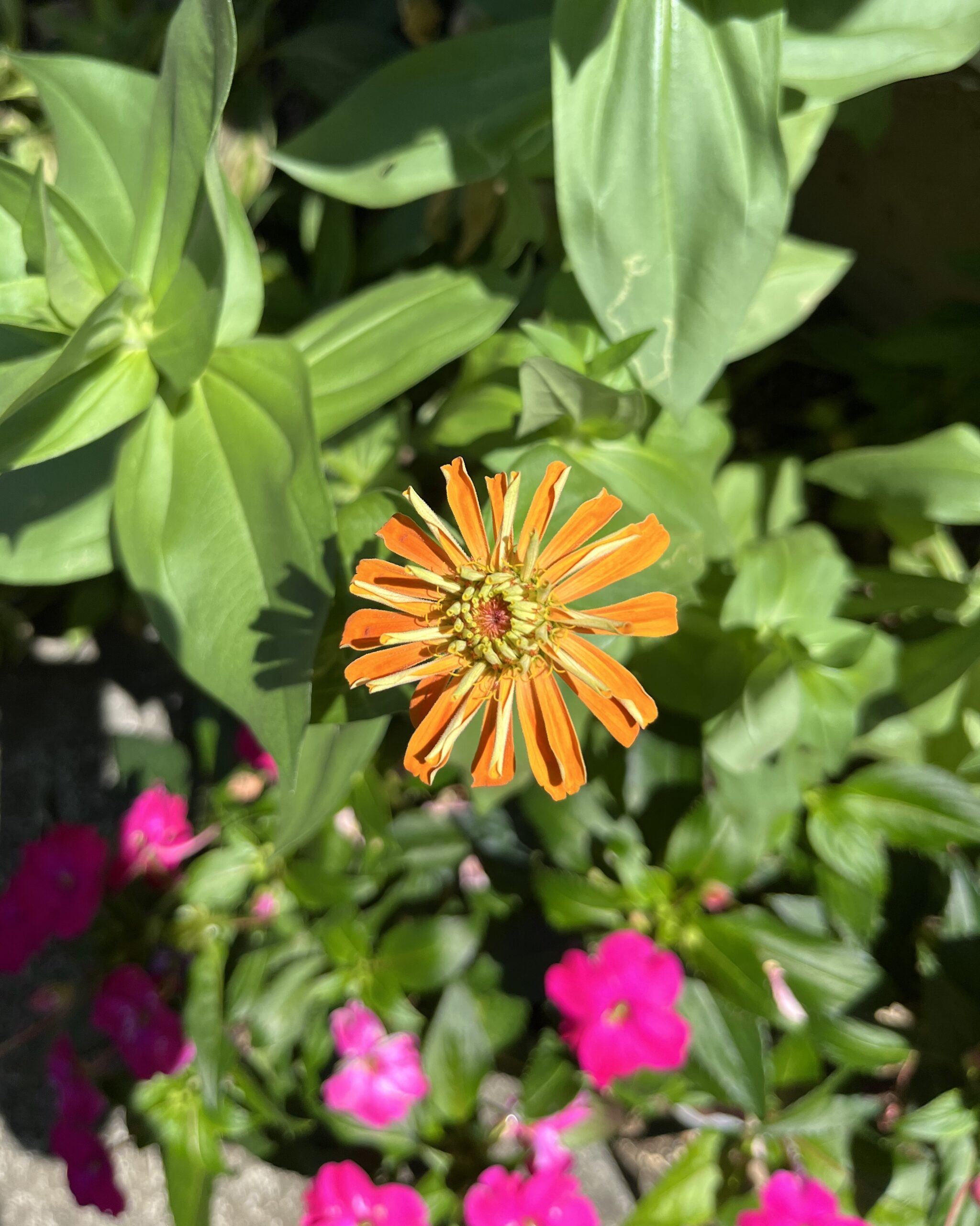 「大輪咲百日草」の開花した直後の写真。花弁の間にまだ隙間がある。撮影:2026.8.8(土)