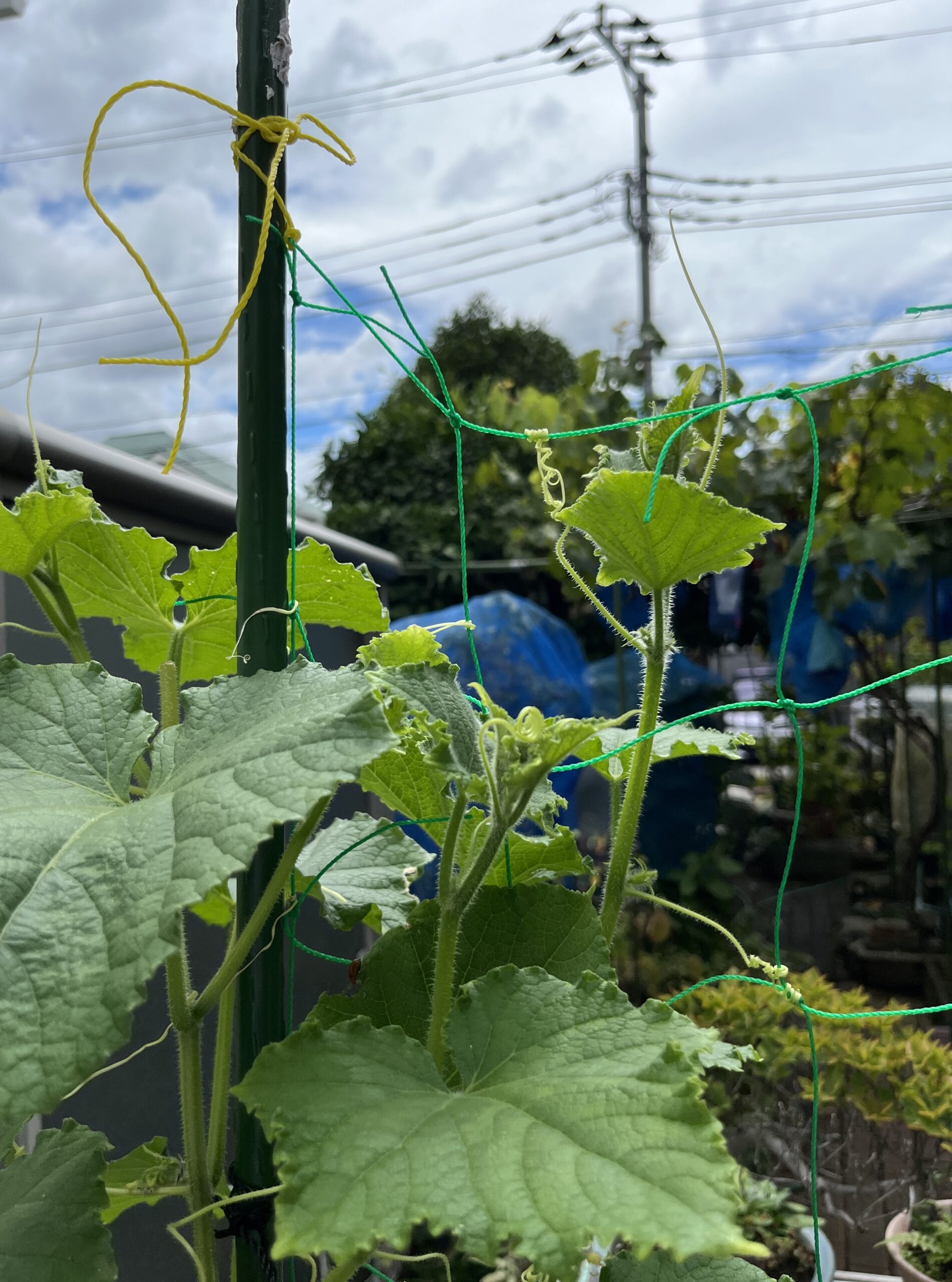 左端にある茎が先日摘芯した中心の茎。切り口も見えるが、横から伸びてきた右端の茎が遂に追い越してしまった。