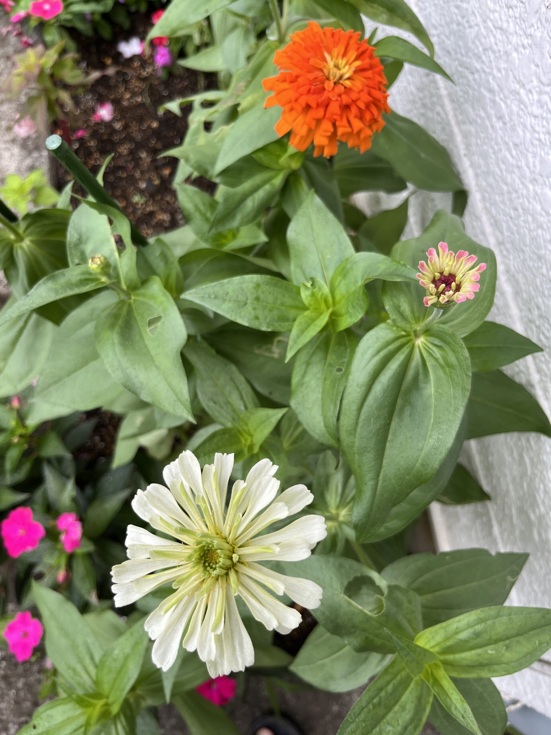 手前に白と思われる大輪。奥に一番最初に咲いた例のオレンジ色の花があり、その間に赤ちゃん花が開花しようとしている。撮影:2026.8.16
