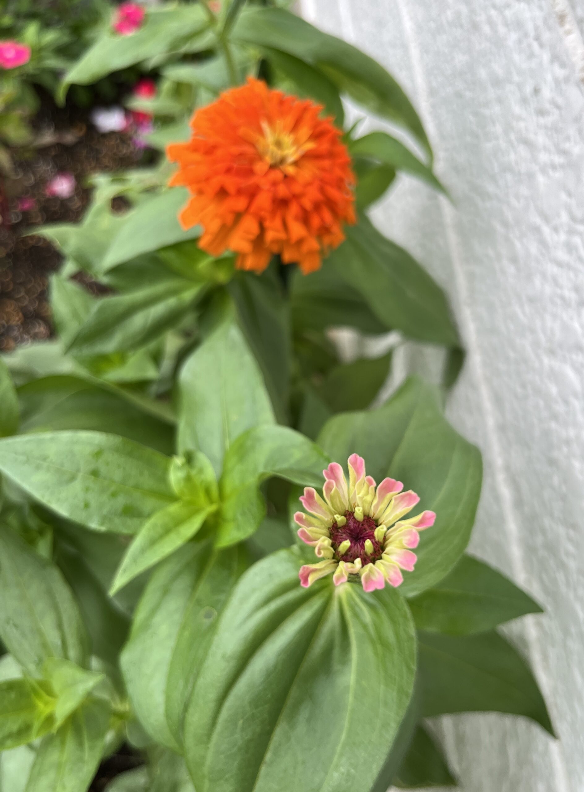 花弁の外側だけにピンク色が付いている。妙に心がときめく姿である。撮影:2026.8.16