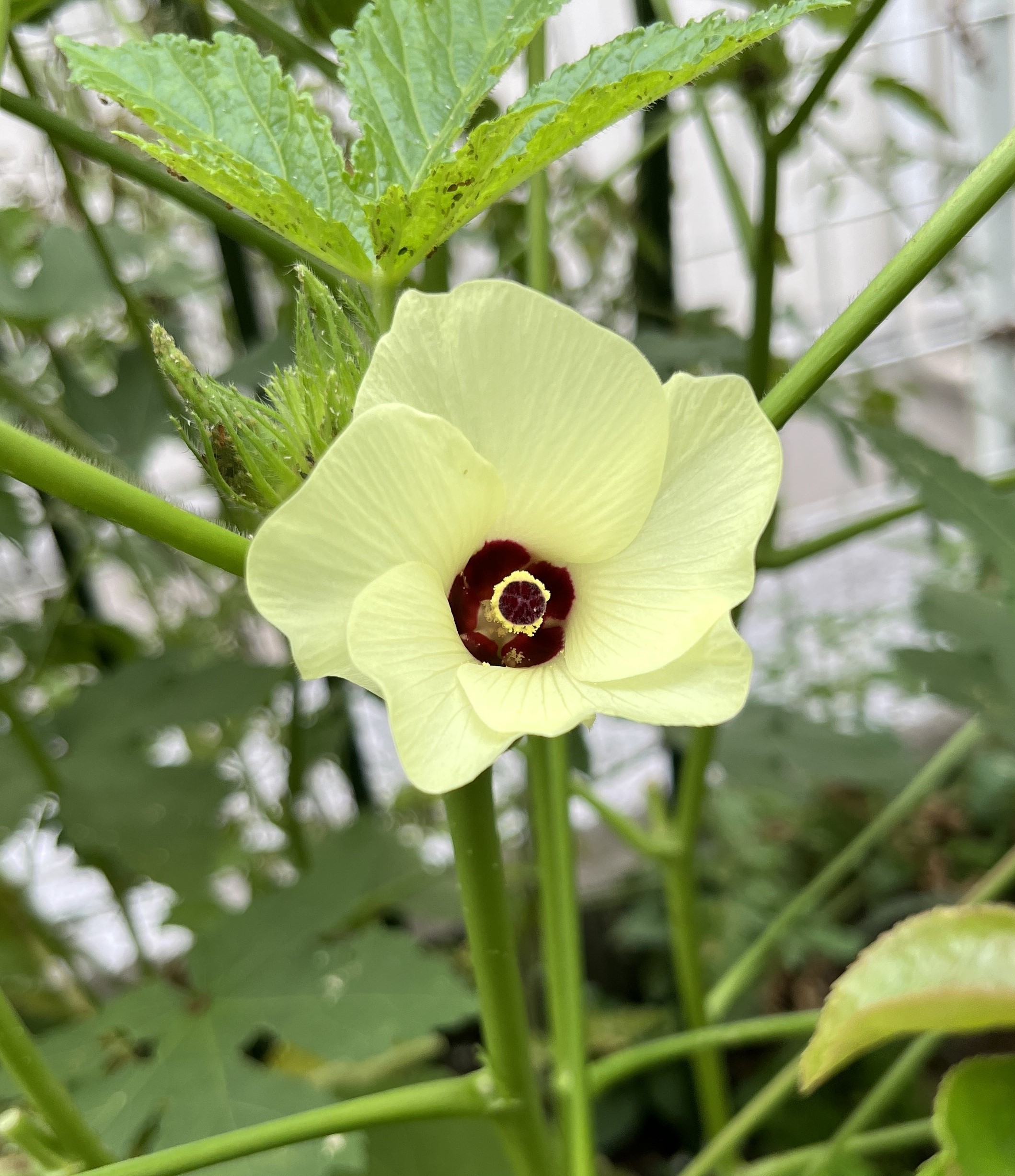 花の後ろにオクラの小さな実が２個迫り出しているのが分かる。何ともけなげな野菜。４本収穫した翌日の撮影である。撮影：2026.8.27