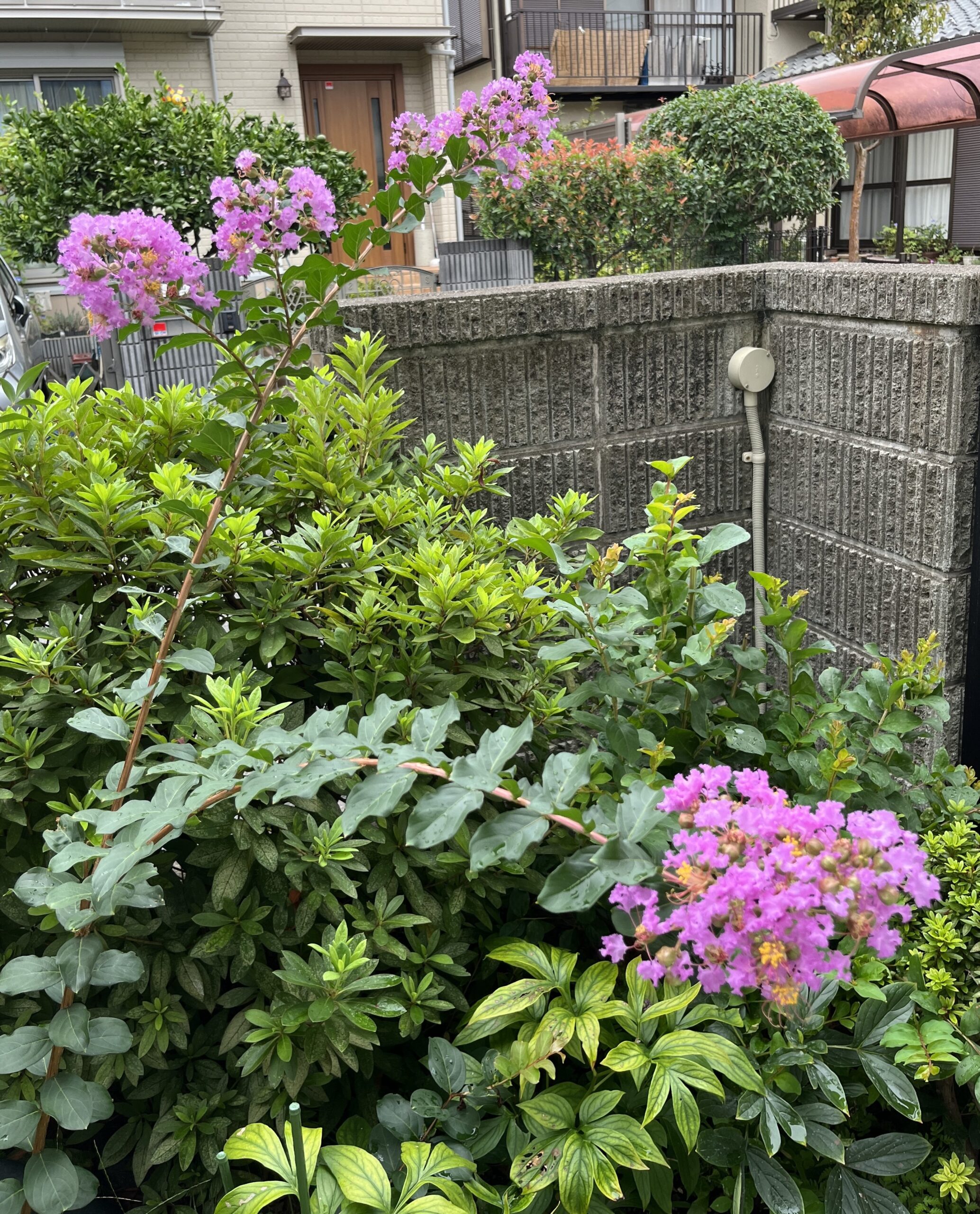 撮影:2026.7.29(土)
