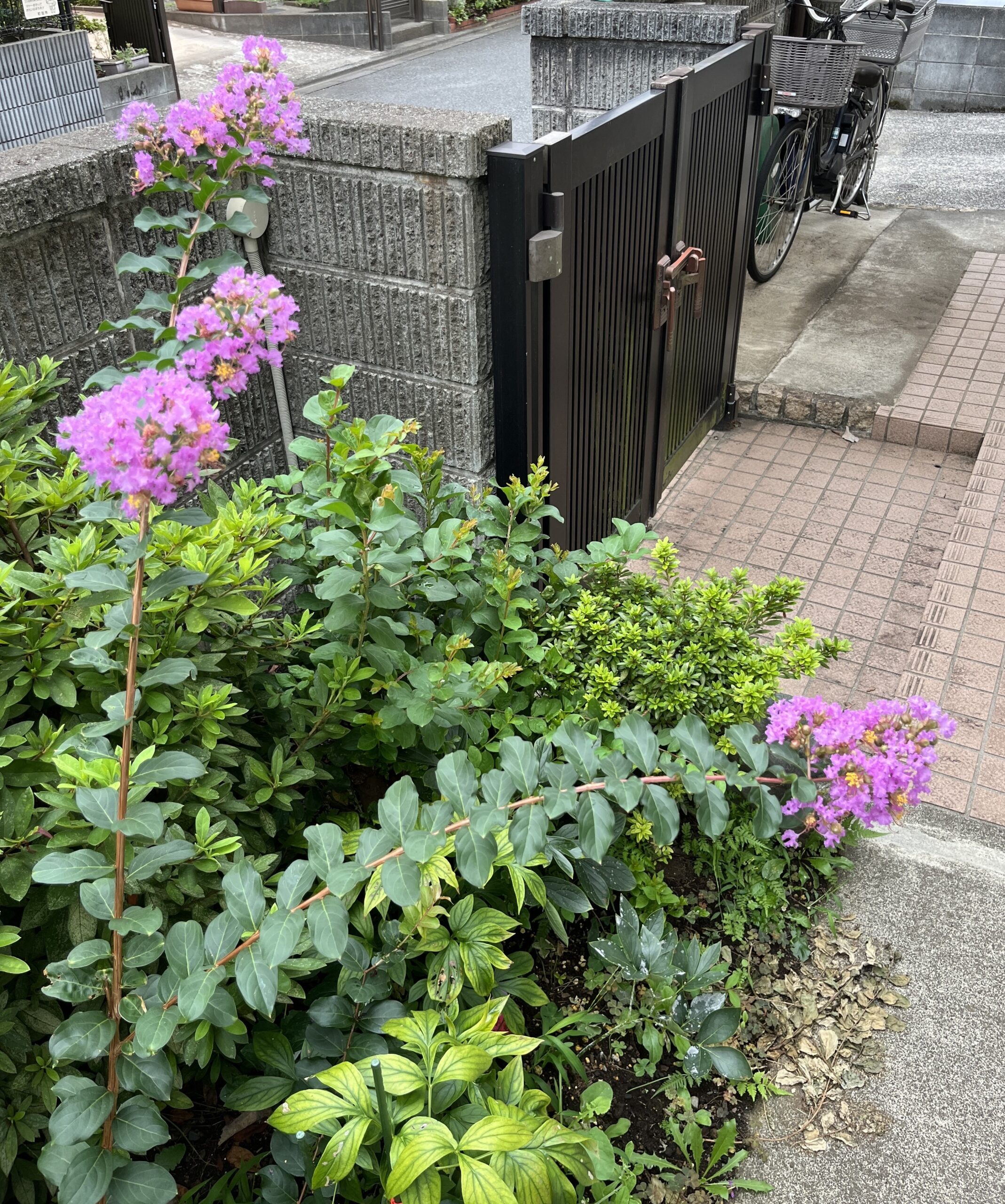 撮影:2026.8.29(土)