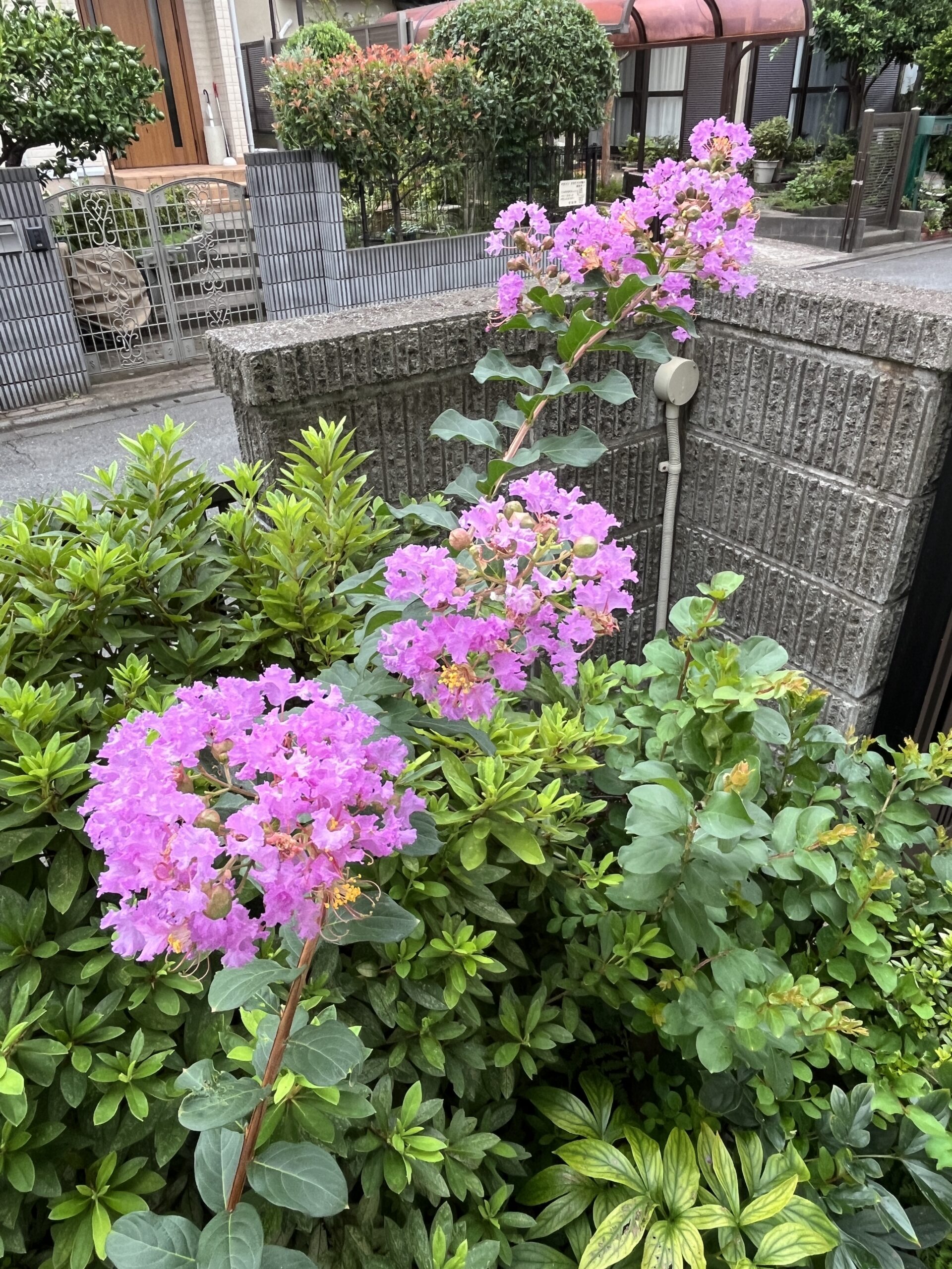 撮影:2026.8.29(土)