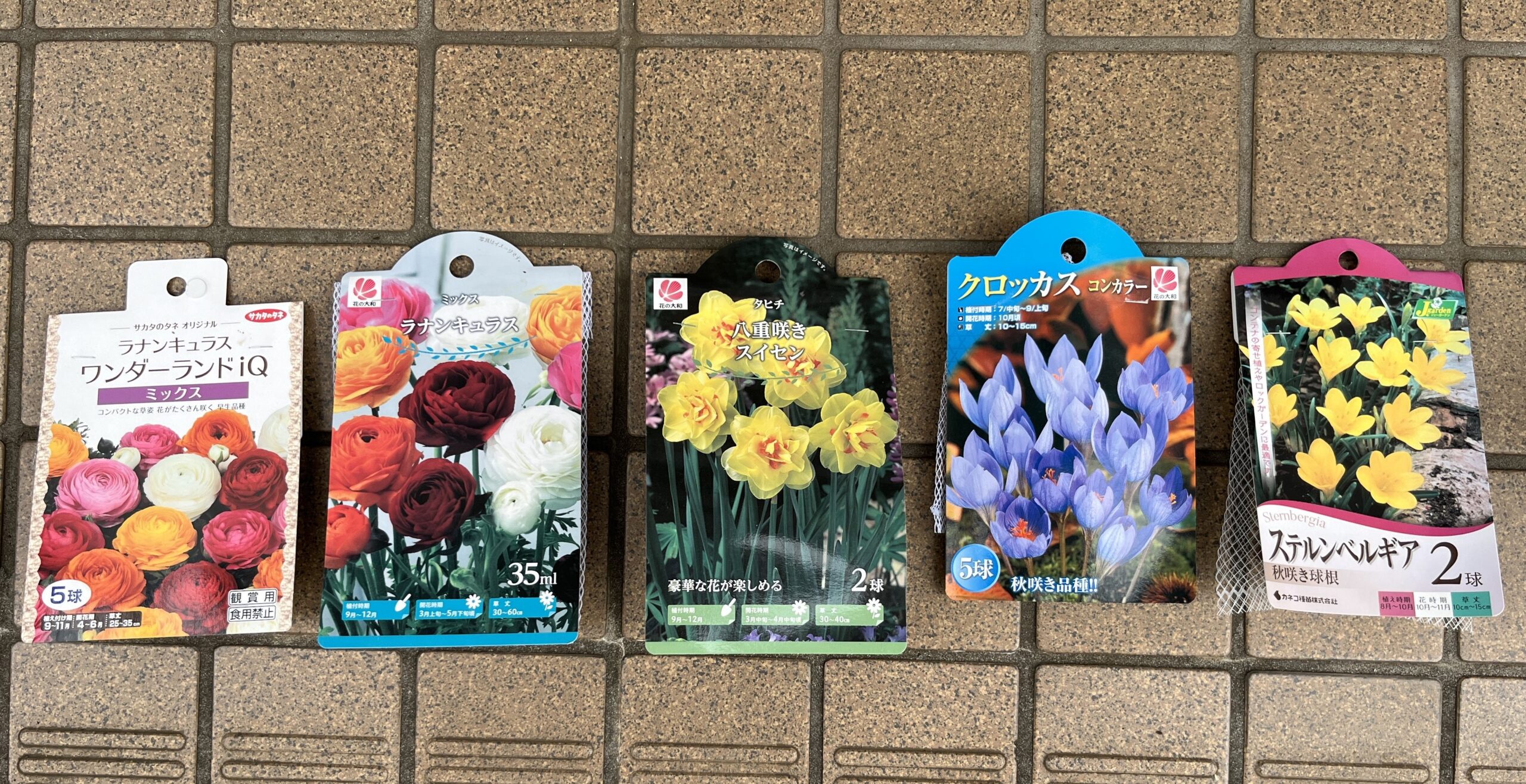 この日購入した球根の全て。真ん中の水仙は、後日植え付ける予定。