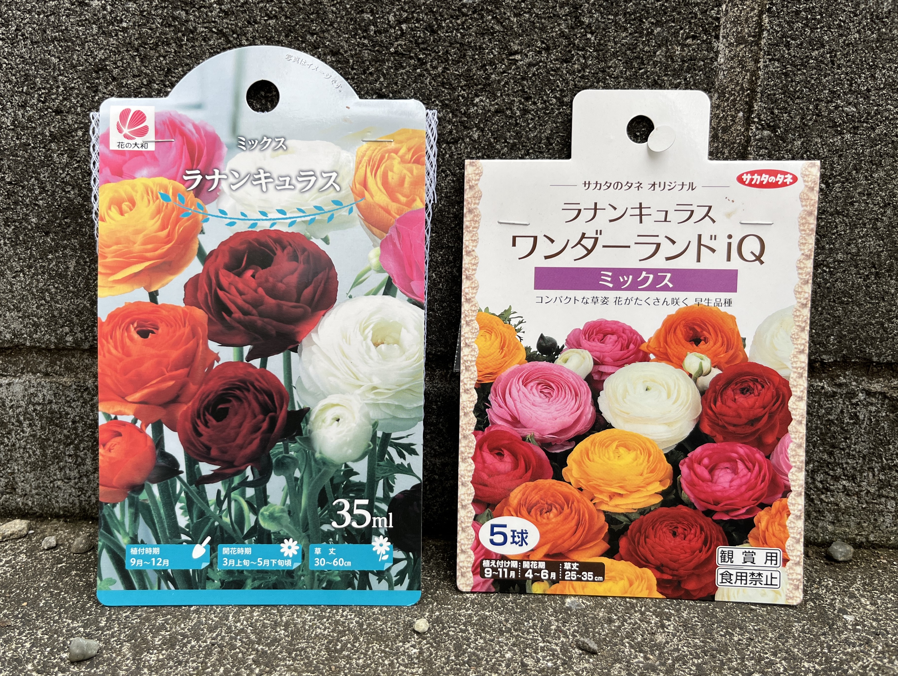 ラナンキュラス」他、球根を植える！夏の花の終わりに、苦労しつつ球根