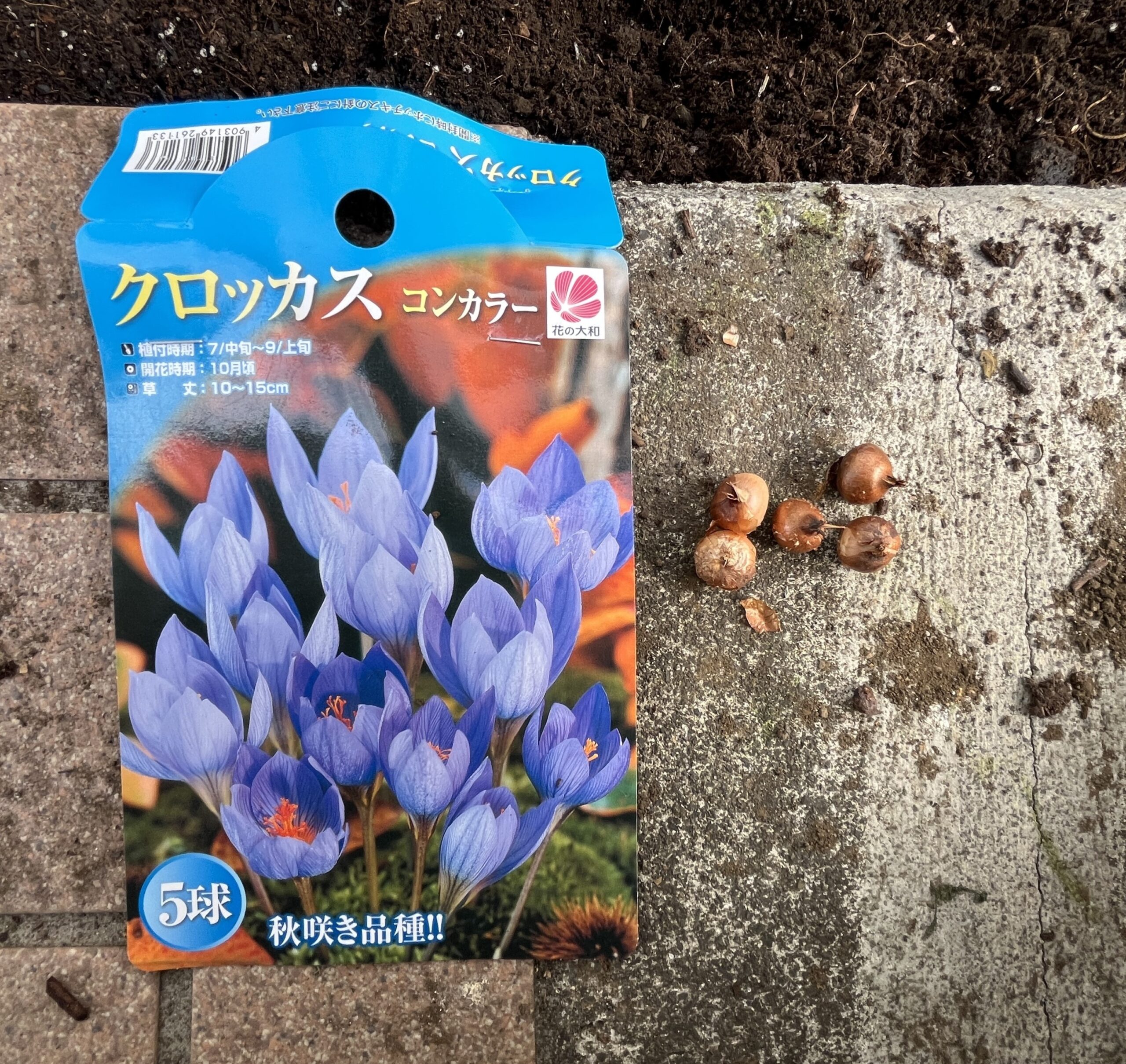 クロッカスの球根は5個あった。