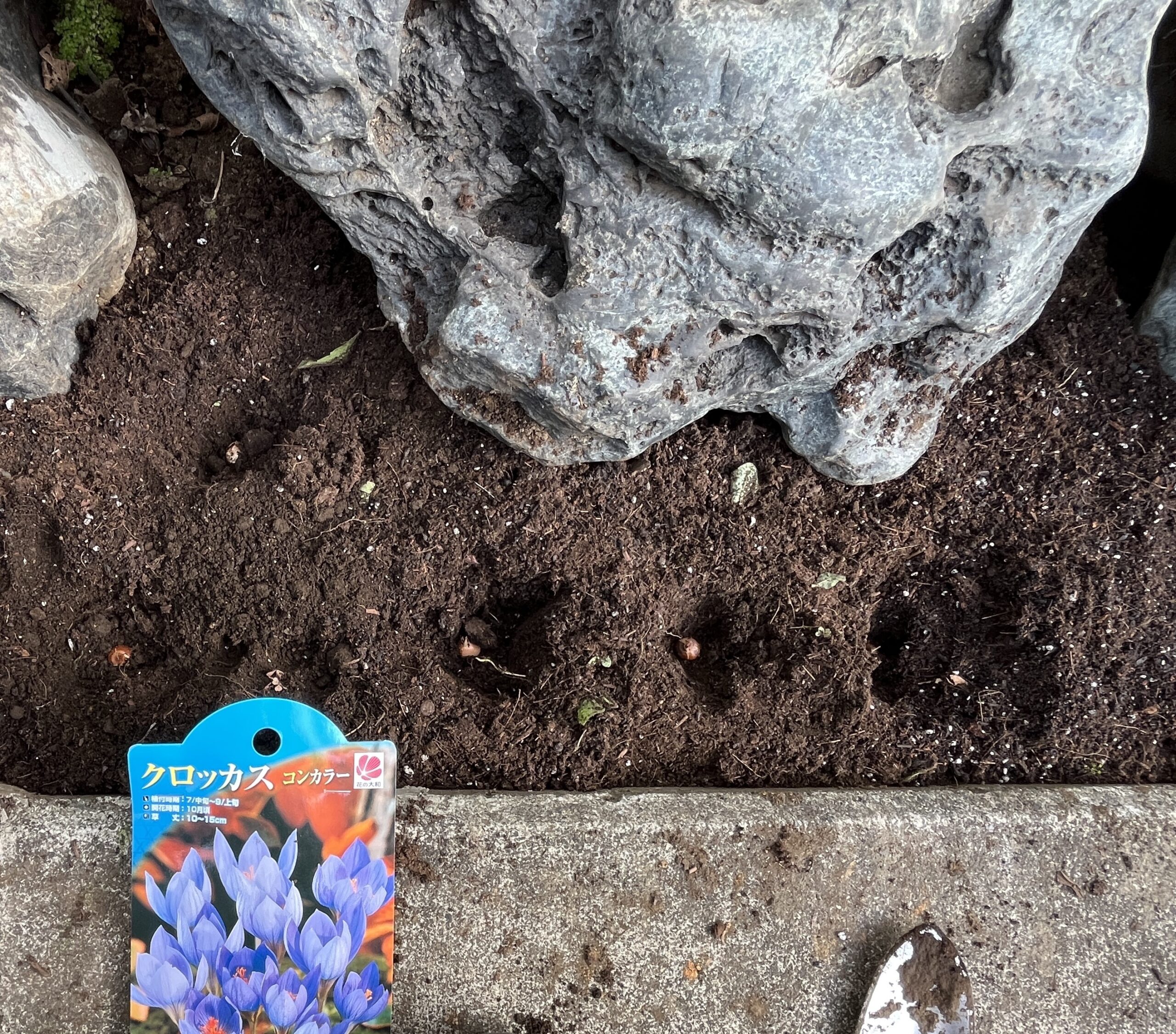 5個の球根をスペースを取りながら植え付けた。1個は水石の間の奥の方に植えた。