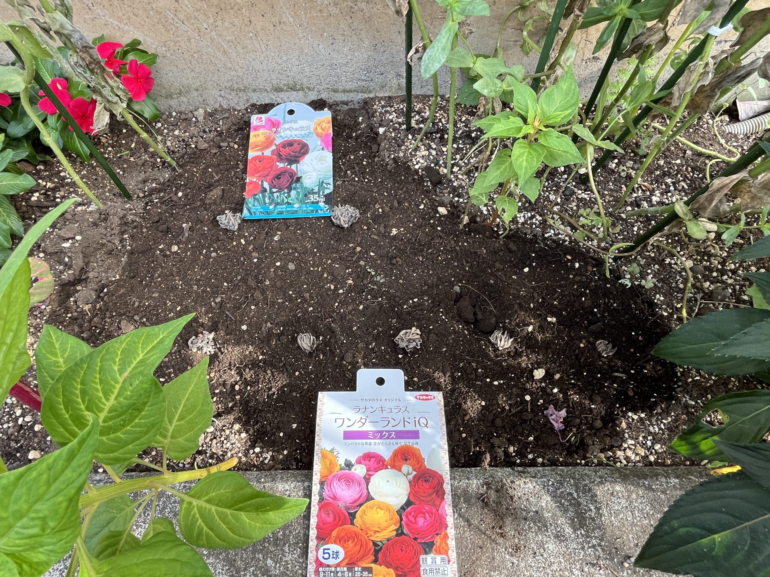 この位置に球根を植え付ける。奥に2個。手前に5個。5個入りの少し高かった方をまとめて手前に並べて植え付けることにした。