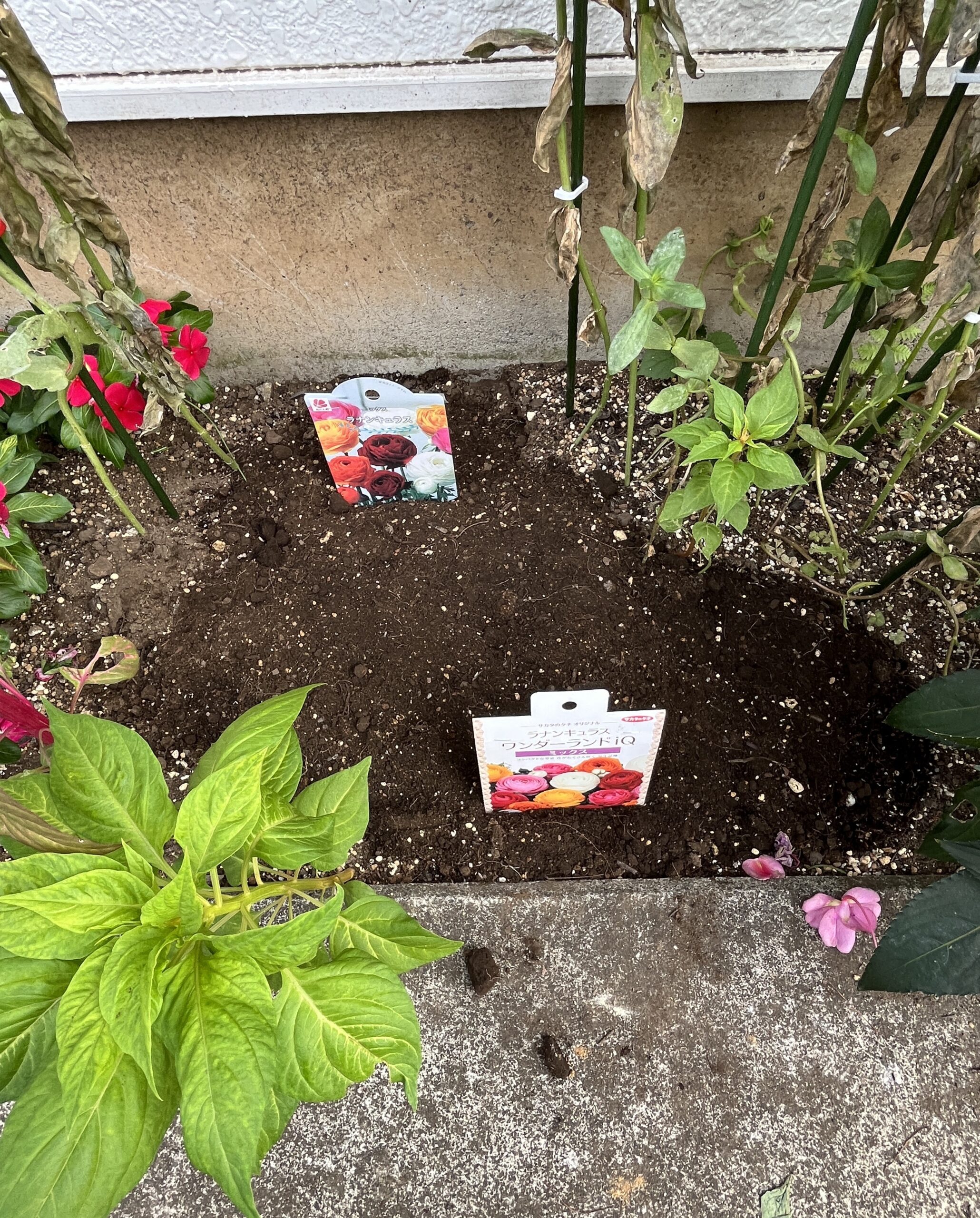 植え付けた後の写真。このプレートはいわゆるネームプレートとは別物で、単なる球根の商品内容を説明したもの。防水性がない普通の紙で、このまま置いておけないのが残念。