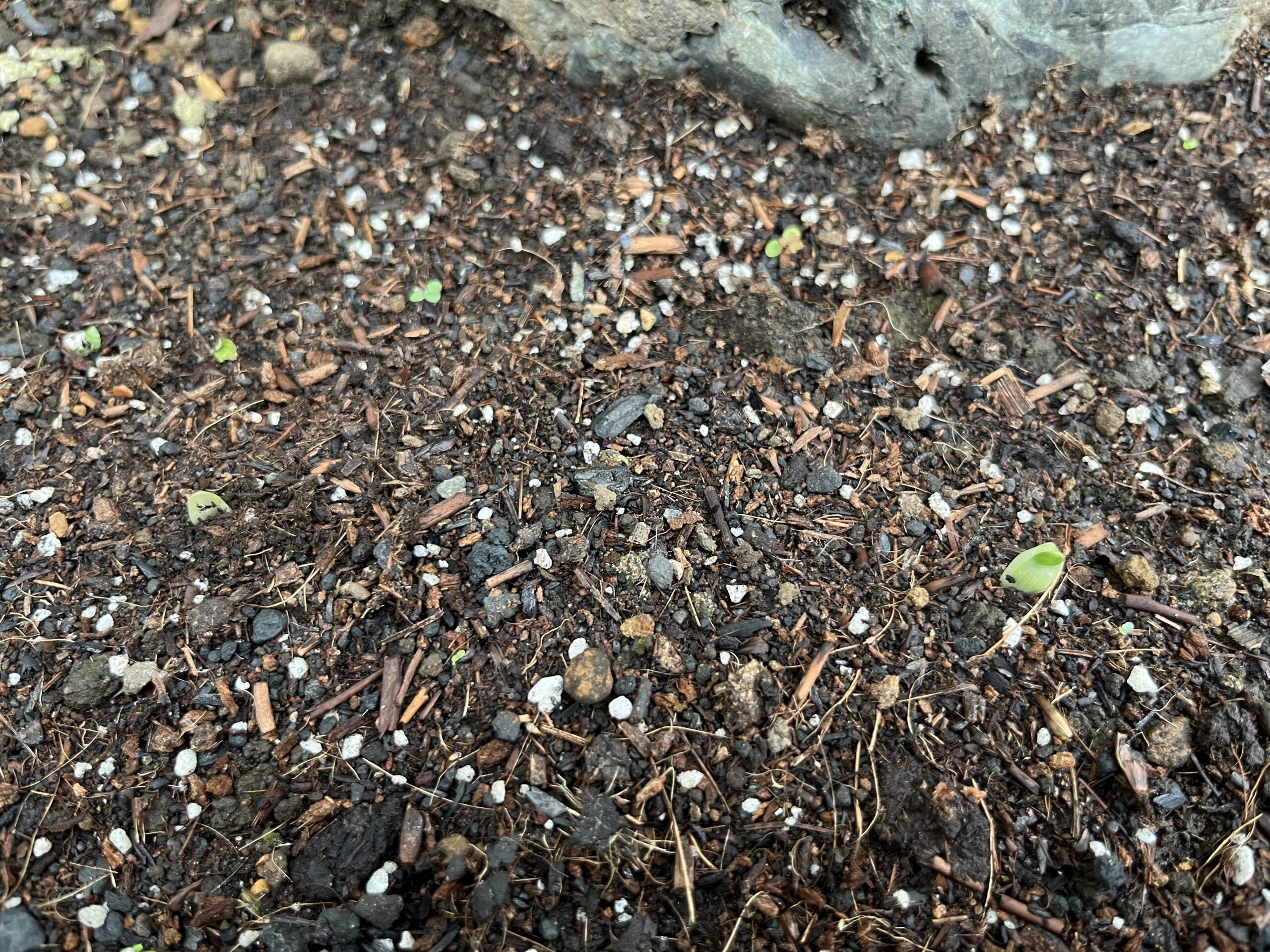 撮影:2026.9.19(土)。植え付けてから17日後だった。この様子では数日前から発芽していた可能性が高い。ほぼ2週間後に発芽したということだろう。