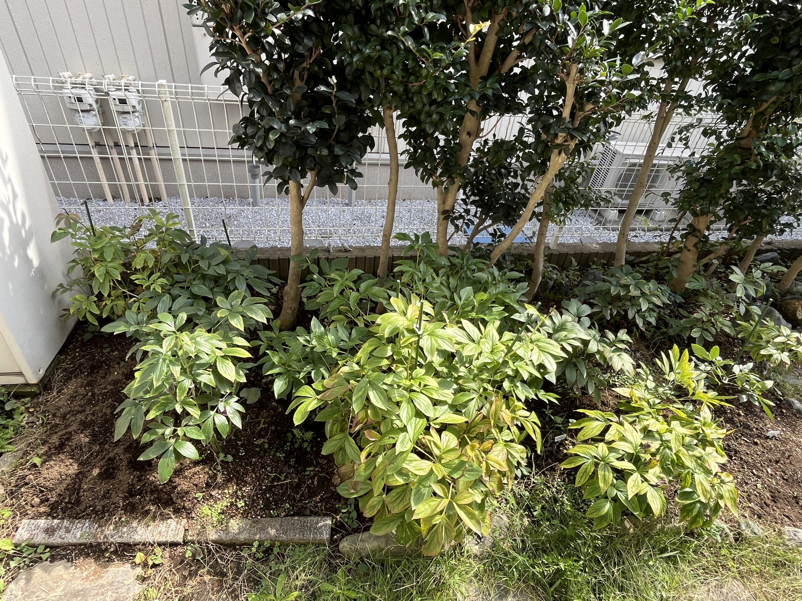 南側のシャクヤク花壇①