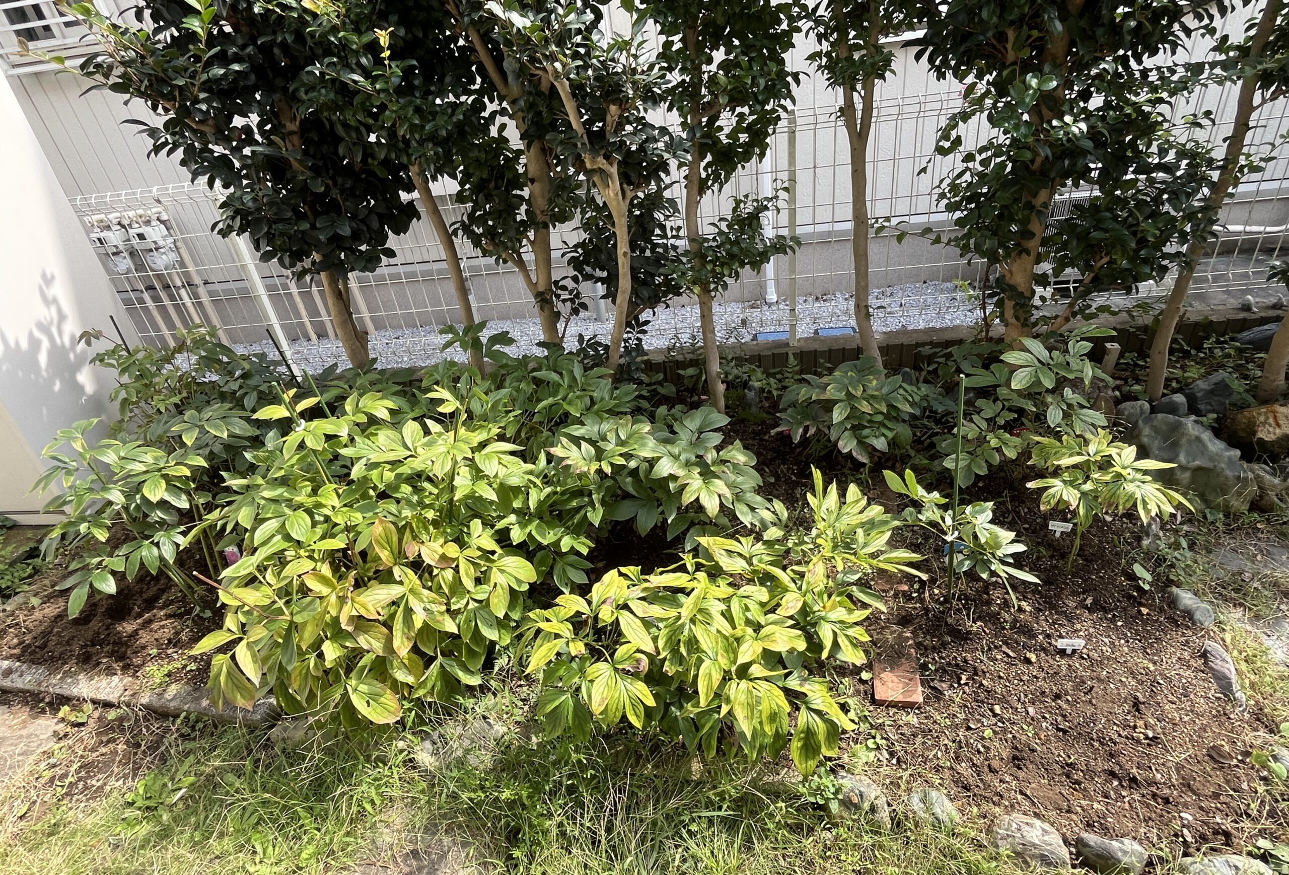 南側のシャクヤク花壇②