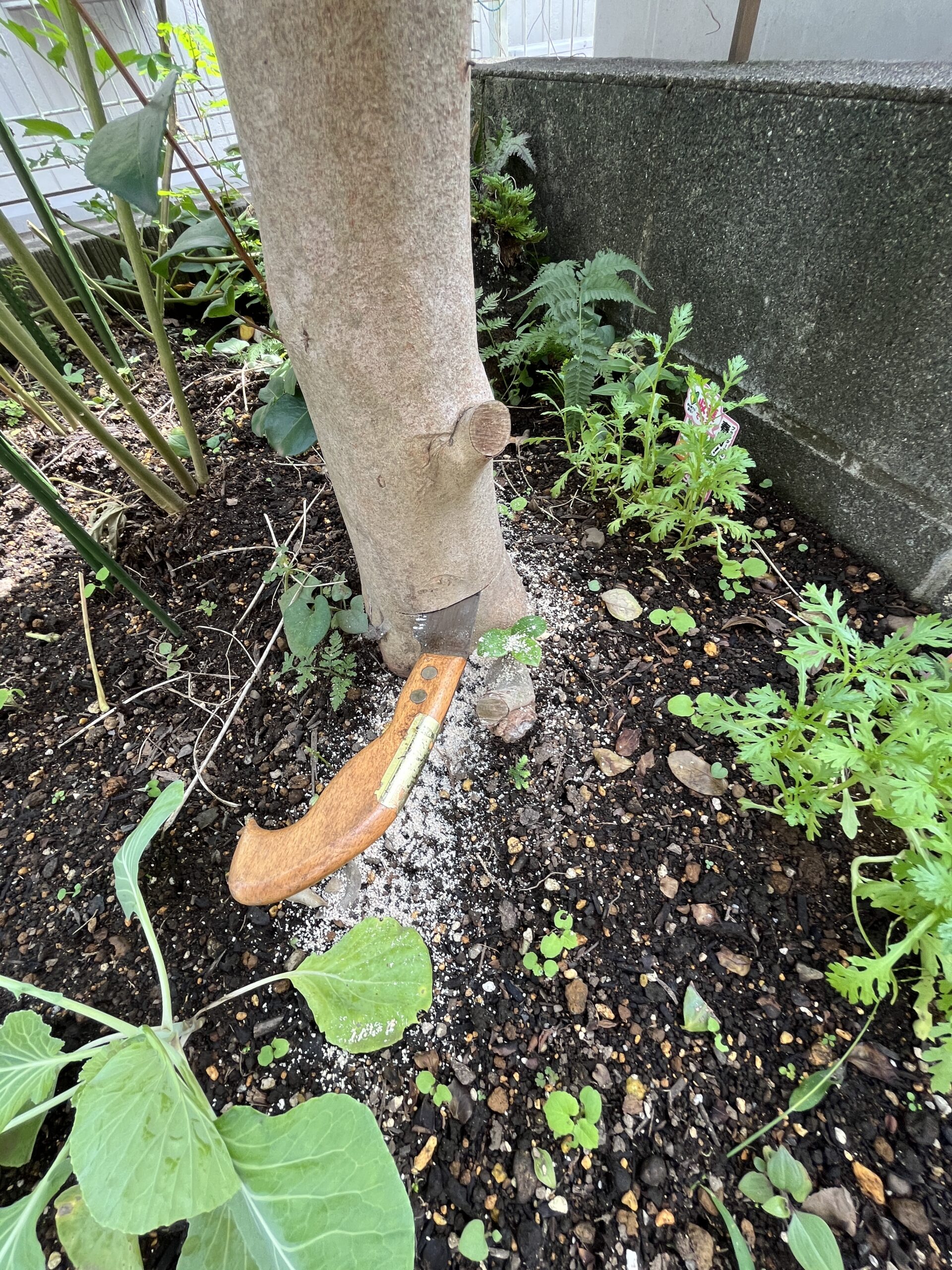 切るのにエラク苦労した。