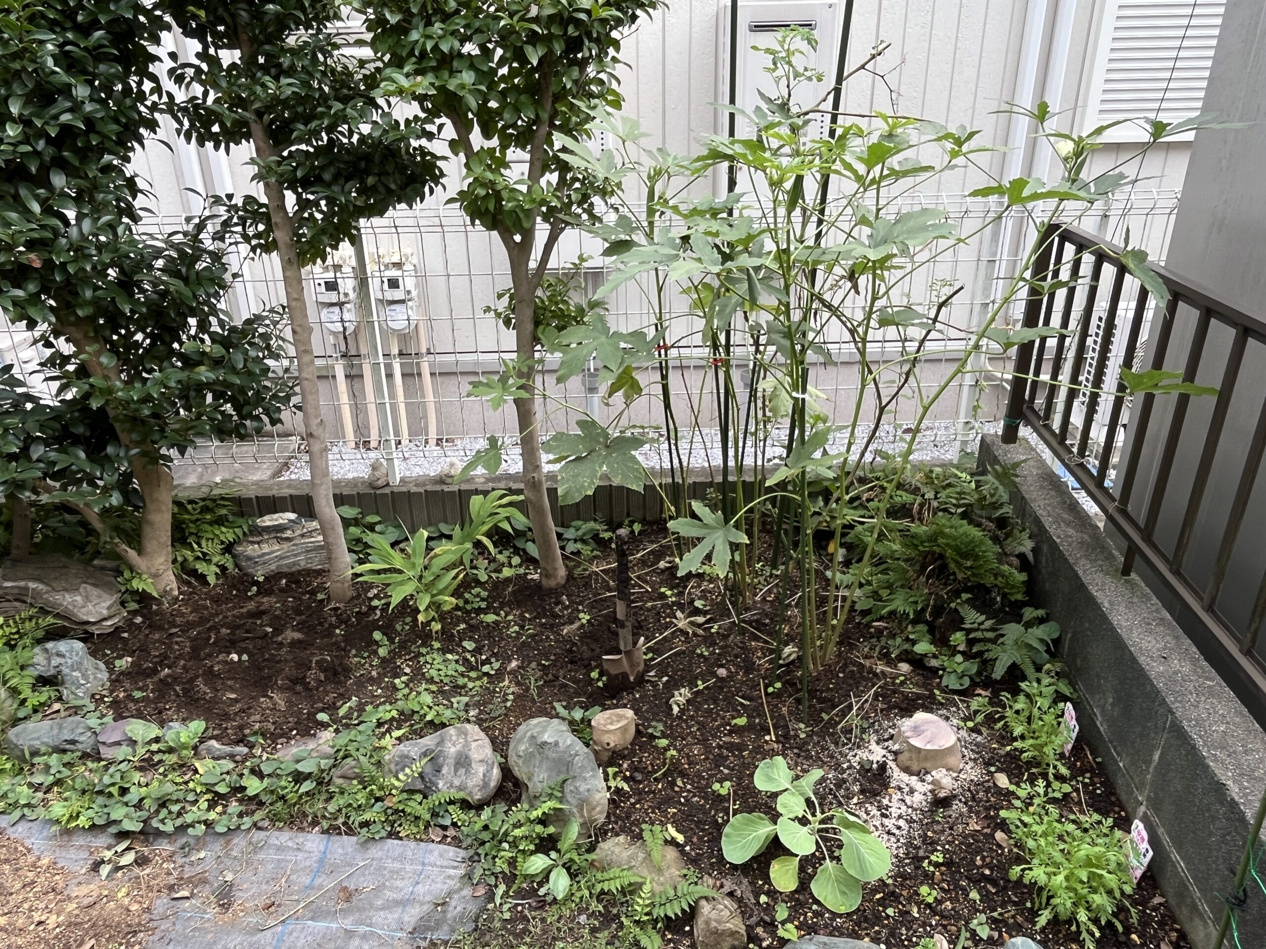 本当にスッキリした。ミニ菜園に唯一残っているのは、もちろんオクラ。背も随分高くなった。まだ実がたくさん付いていて成長中。
