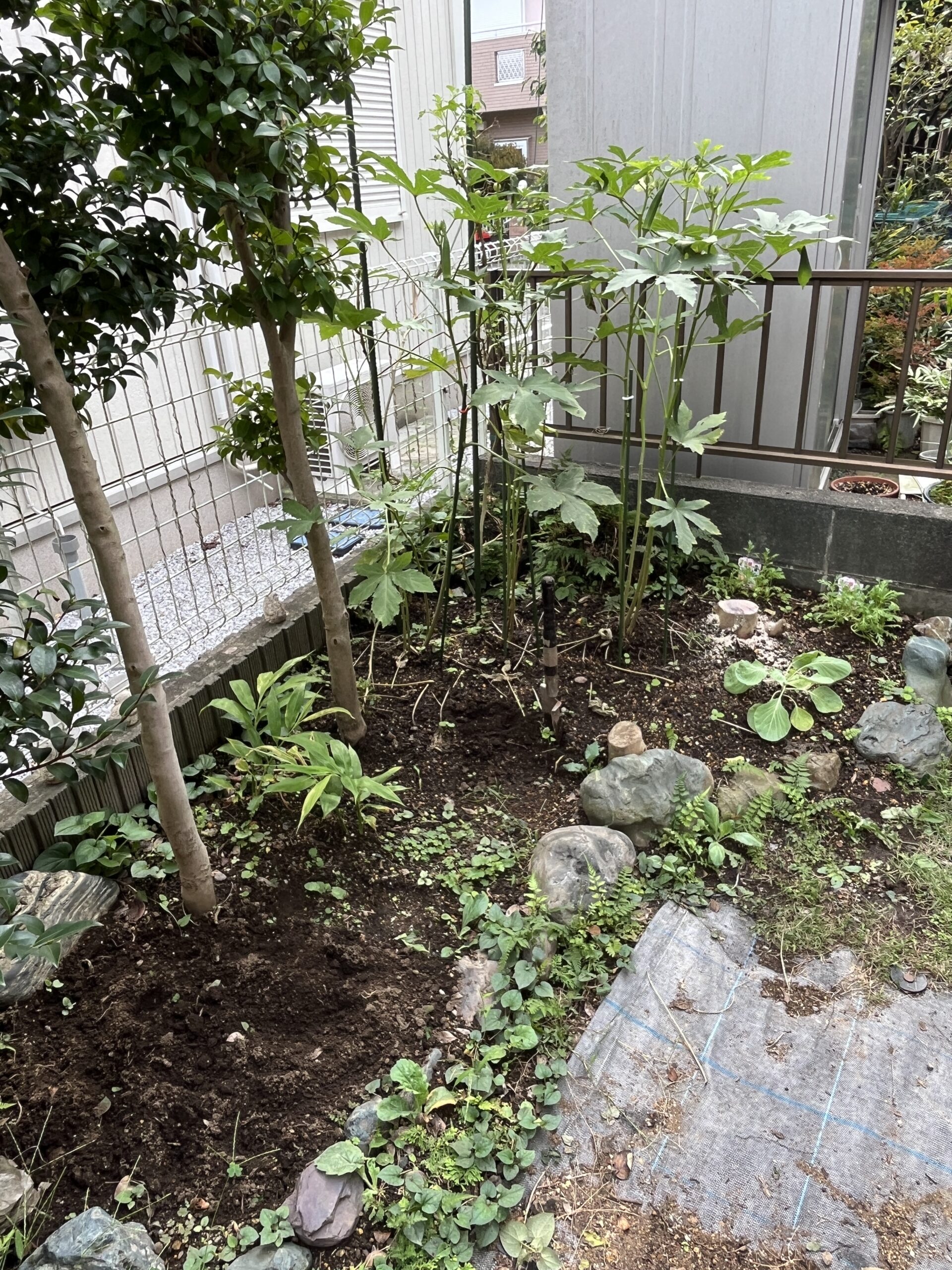 別のアングルから。風通しも一挙に改善された。