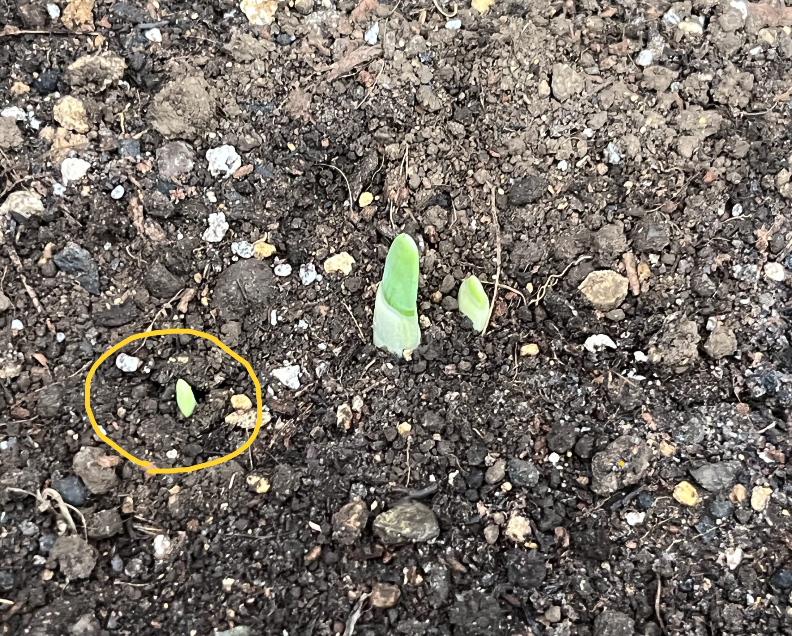 真ん中の大きな目の直ぐ右隣りにもう一つの芽。更に少し離れた左側にもう一つ芽を確認することができる。撮影:2026.10.24(土)