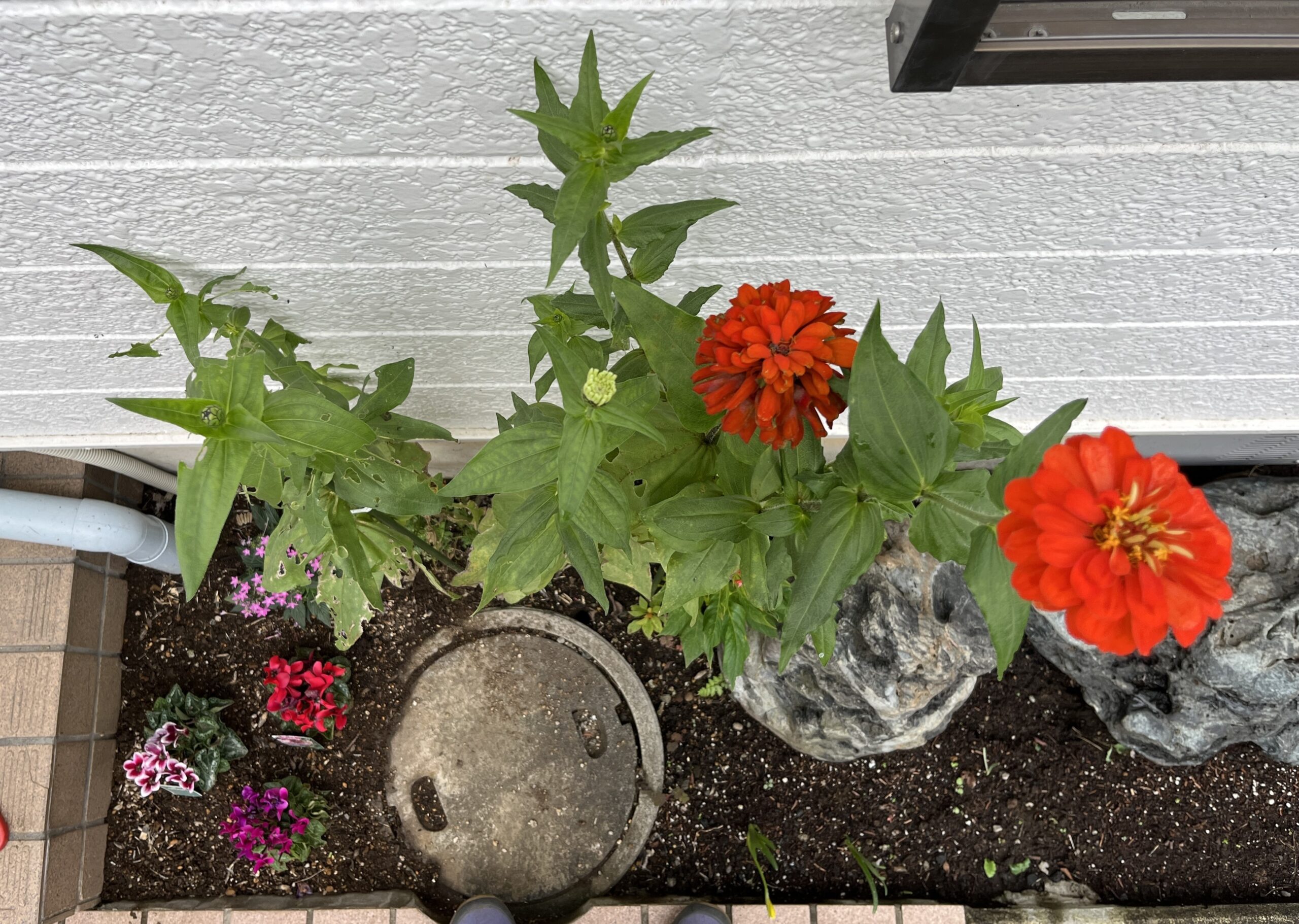 どう見てもこのマンホールの蓋は邪魔だった。この蓋の上に鉢植えを置けば一石二鳥だとどうしてもっと早く気がつかなかったのか（笑）。撮影：2026.10.2