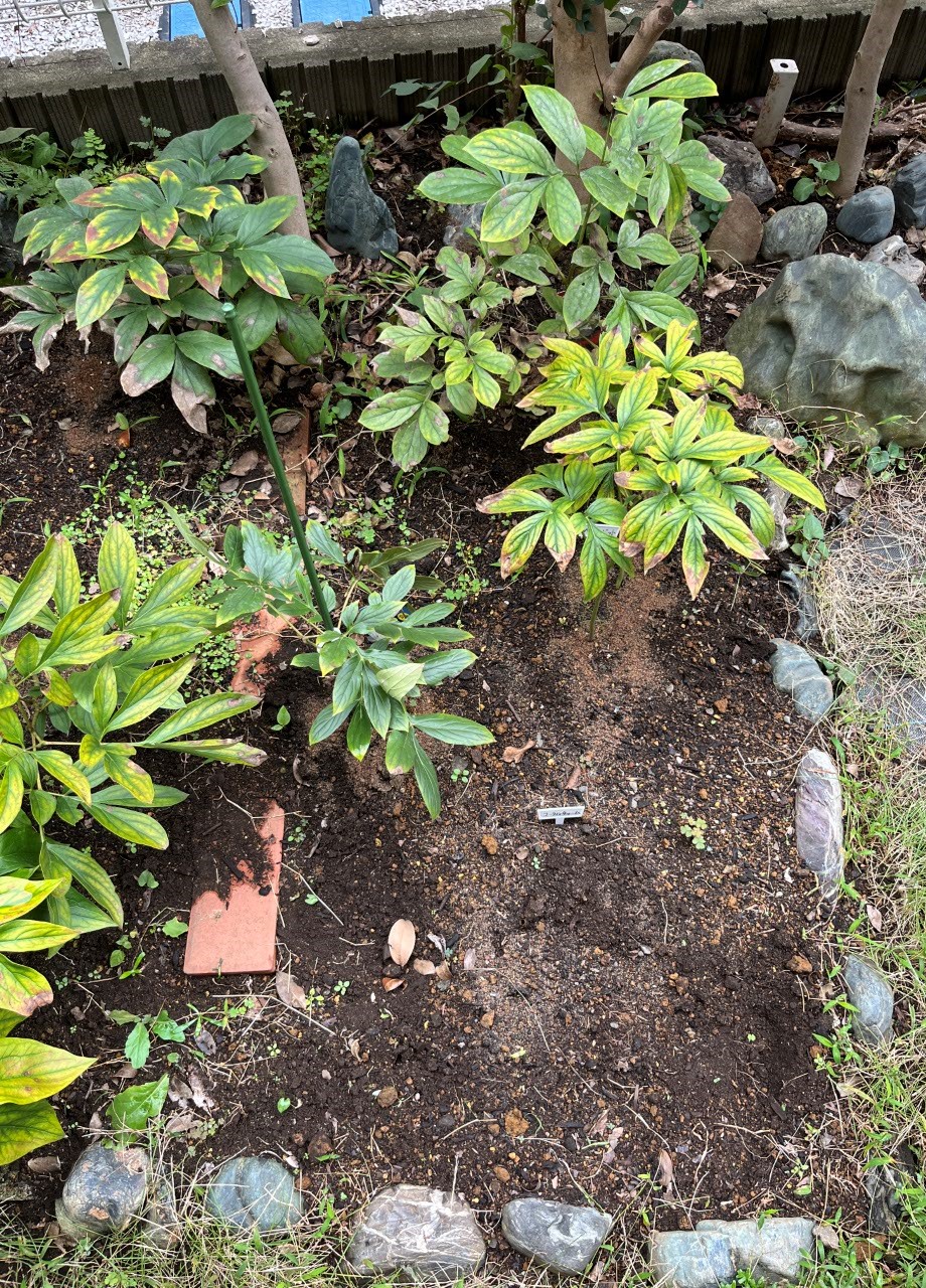 ④パーツ。手前がそっくり空いているように見えるが、右側には例の「コーラルチャーム」が植えられている。何故か地上の葉っぱが早めに枯れてしまって、伐採してある。