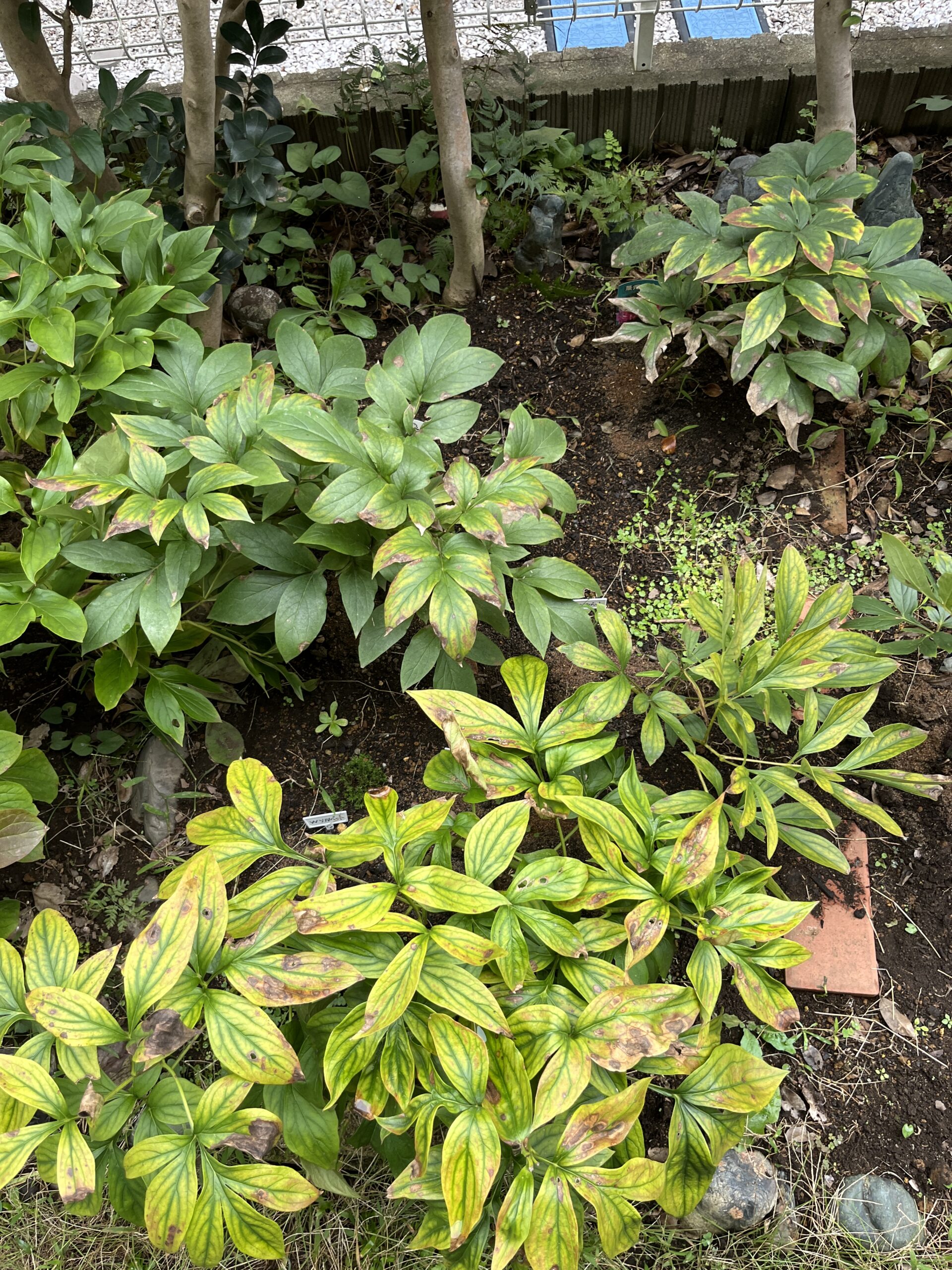 ③パーツ。これのどこに新たな苗を植え付ける余裕があるのかと思われるだろうが、何とか奥にスペースが取れそうなのである。