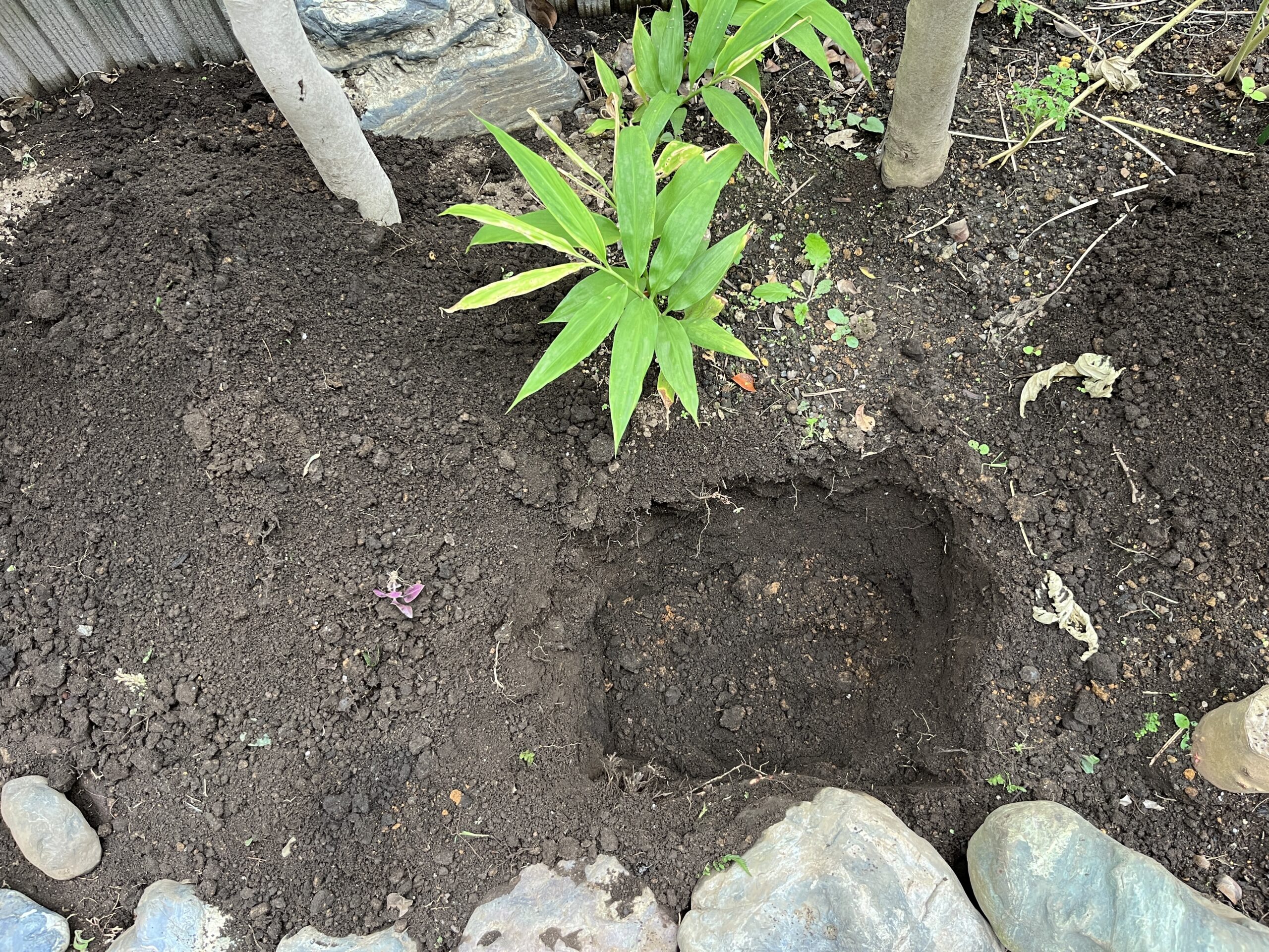 ミョウガの苗が植えられている手前のスペースをシャクヤク用に使うことにした。