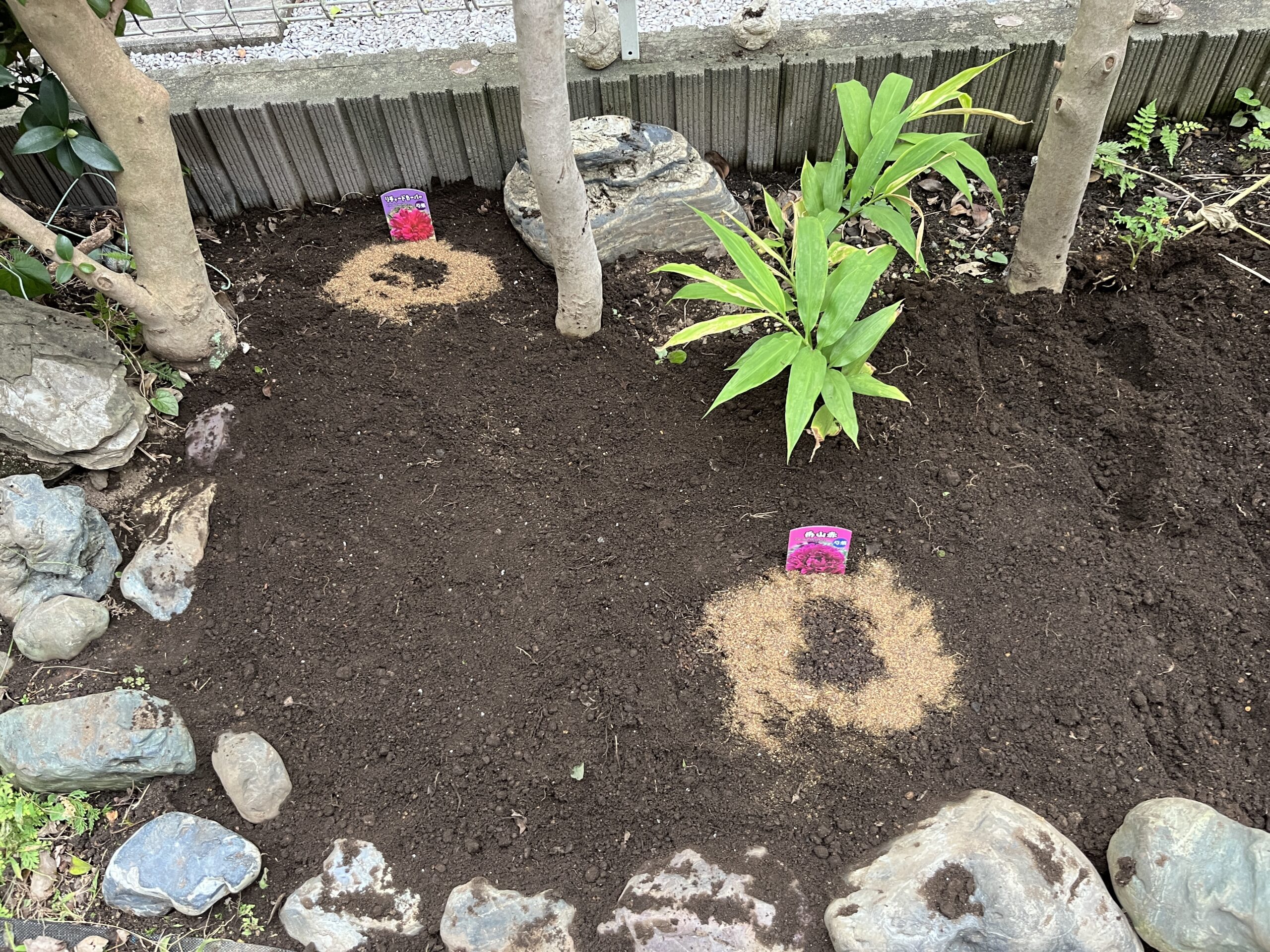 植え付けた後の仕上げとして、周囲に油かすを撒いた。