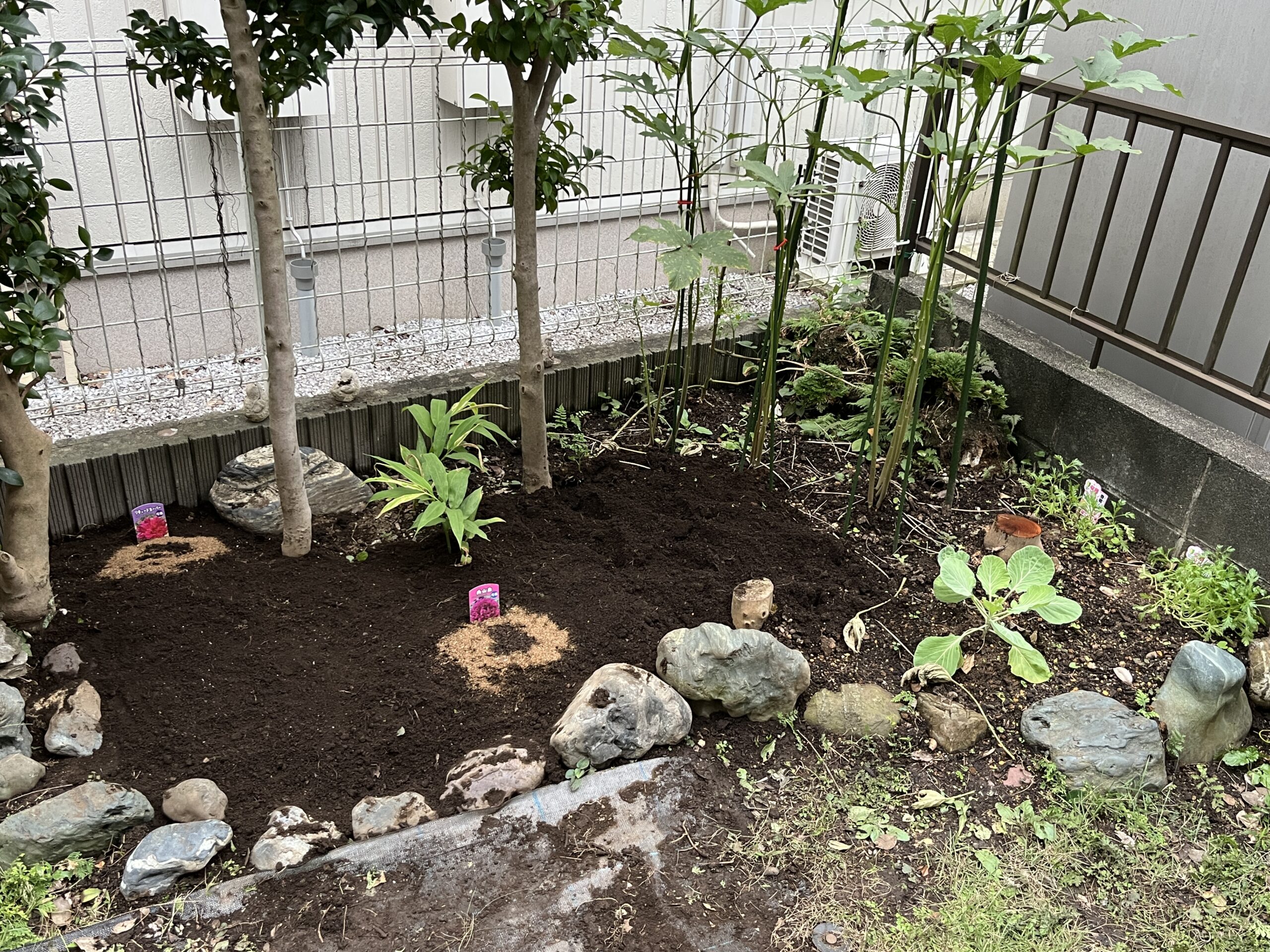 ひやかしミニ菜園と今回第3のシャクヤク花壇とした拡張スペースとの位置関係が分かるだろう。撮影:2026.10.5