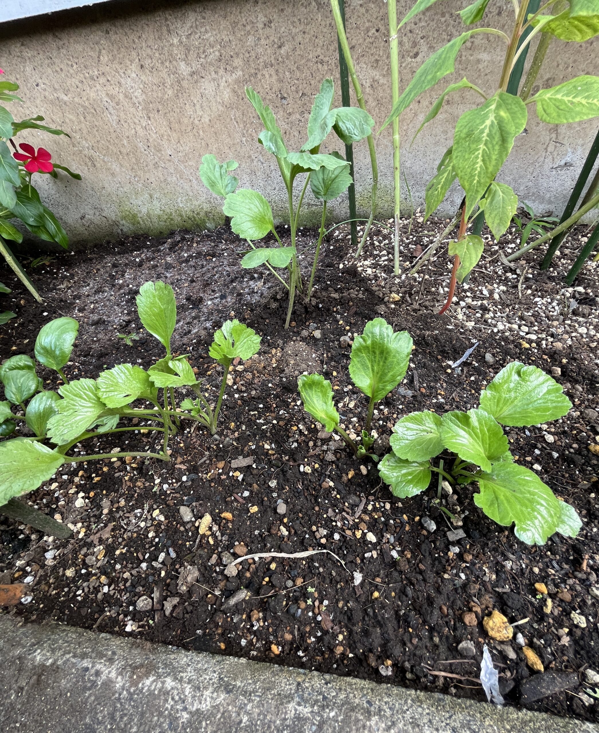 本当に不思議な花で、一つの球根から何本も茎が出てきている。発芽段階でいきなり葉っぱが張PPが現れるのも珍しい。撮影：2026.10.6