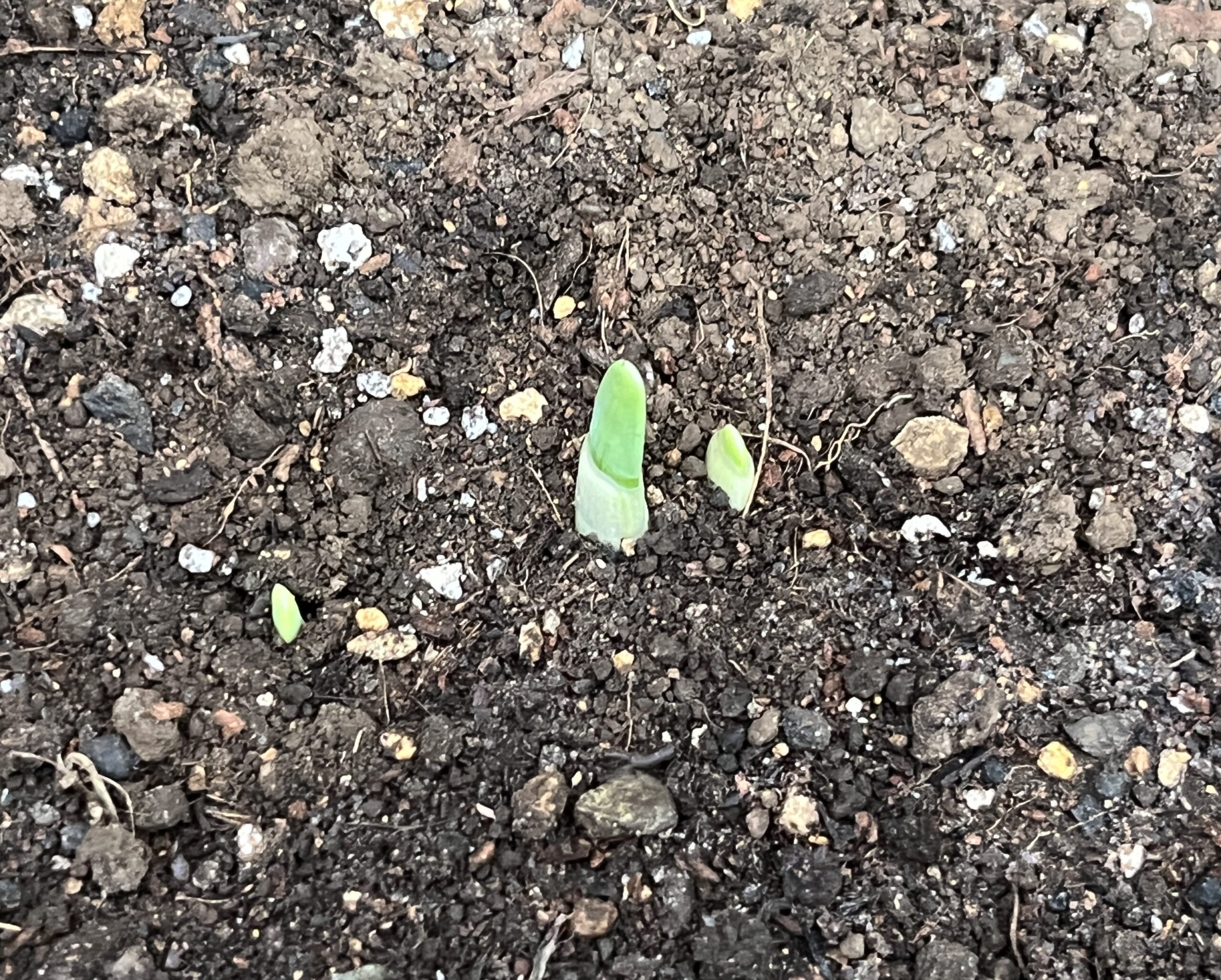 これは一つの球根から発芽してきた3つの芽のアップ。真ん中の大きな目の直ぐ右隣りにもう一つの芽。更に少し離れた左側にもう一つ芽を確認することこができる。撮影:2026.10.24(土)
